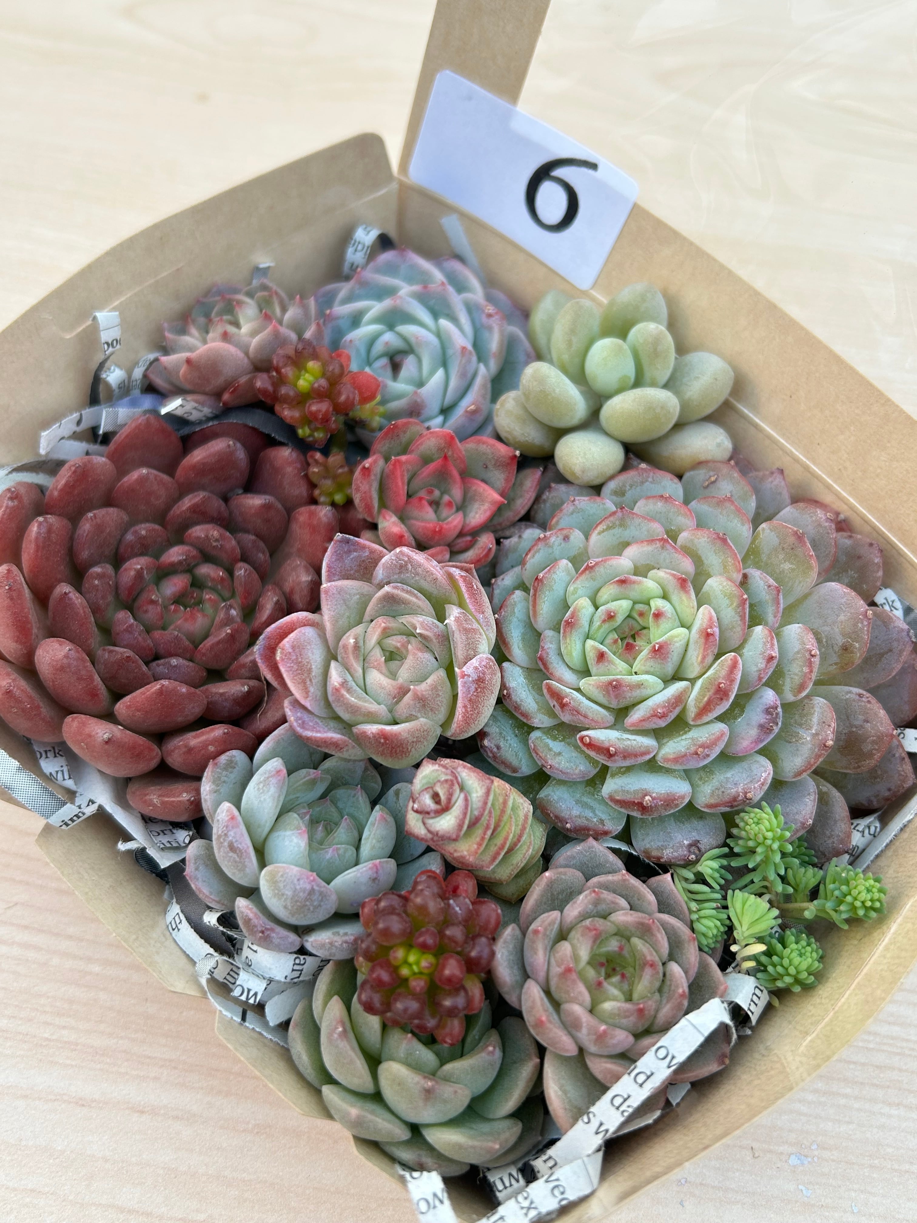 No.487 ❁ピュアラブ❁ カット苗 多肉植物 寄せ植え No.487 ❁ピュアラブ❁ カット苗 多肉植物 寄せ植え No.487