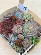 ◆多肉弁当◆カット苗詰め合せ☆M18-06