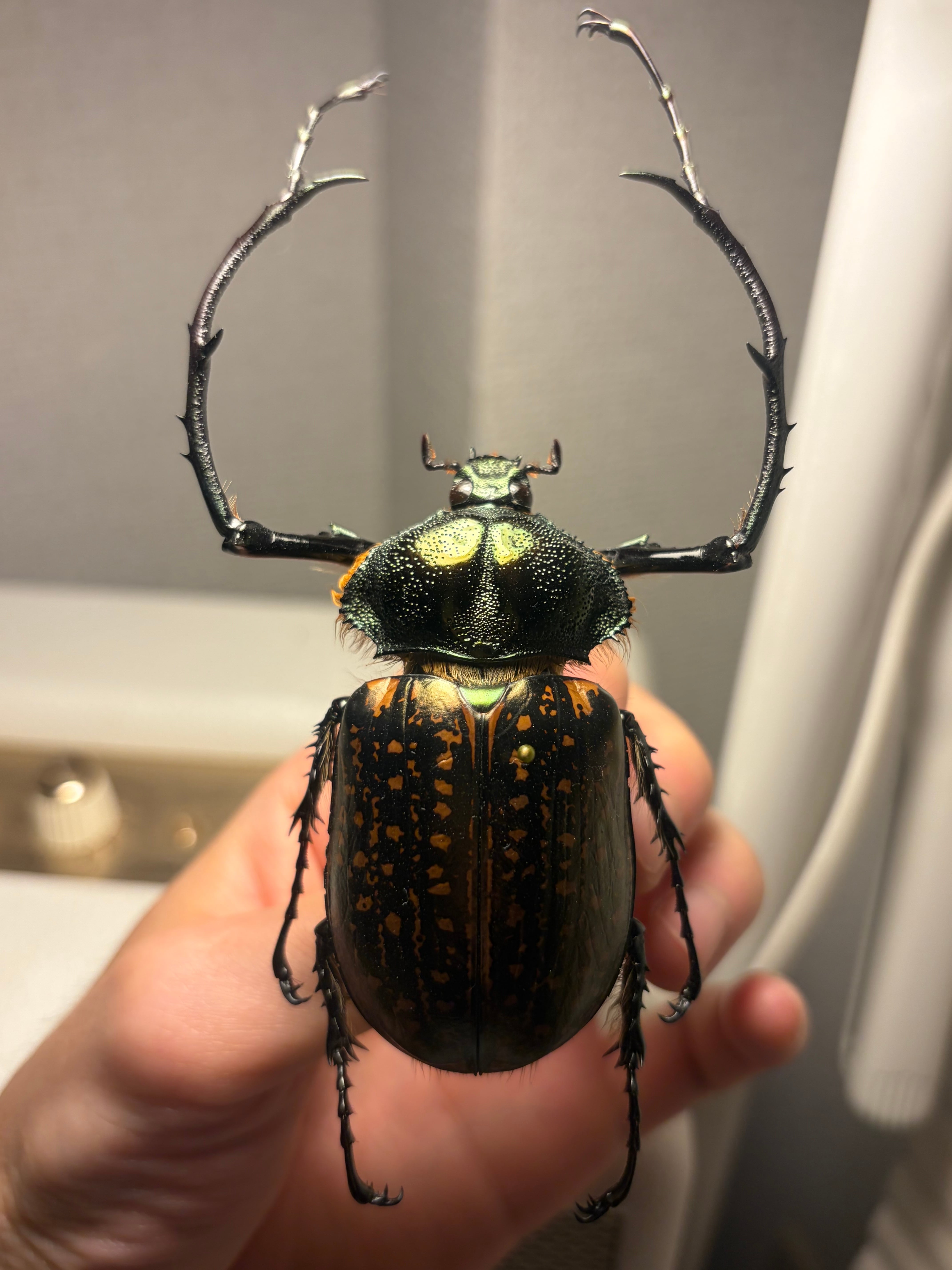 68mm】祈り拝むヤンソニーテナガコガネ カメムシサシガメ甲虫標本