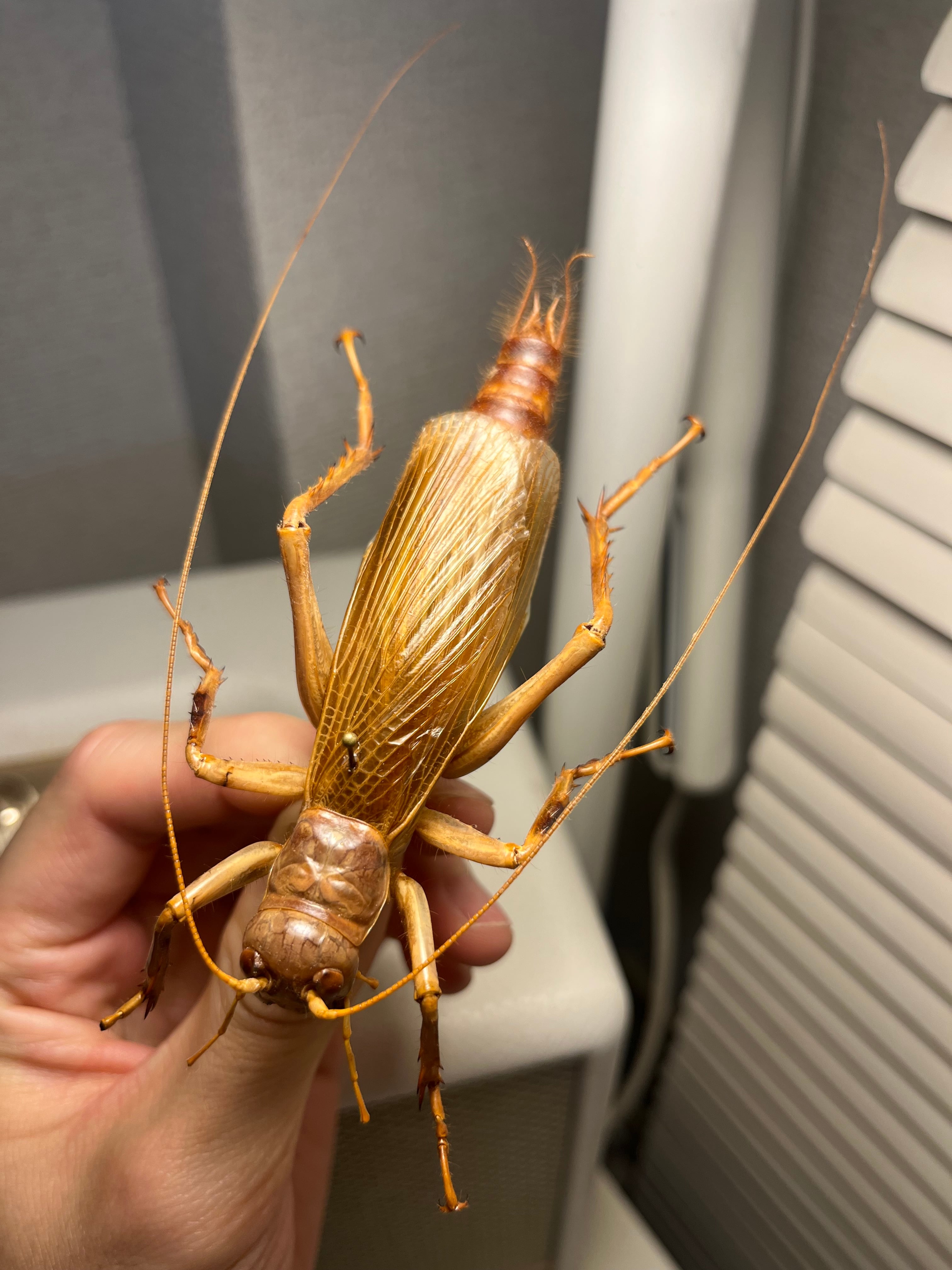 大人気種】リオック Sia ferox コロギス 昆虫標本デュビアタランチュラ