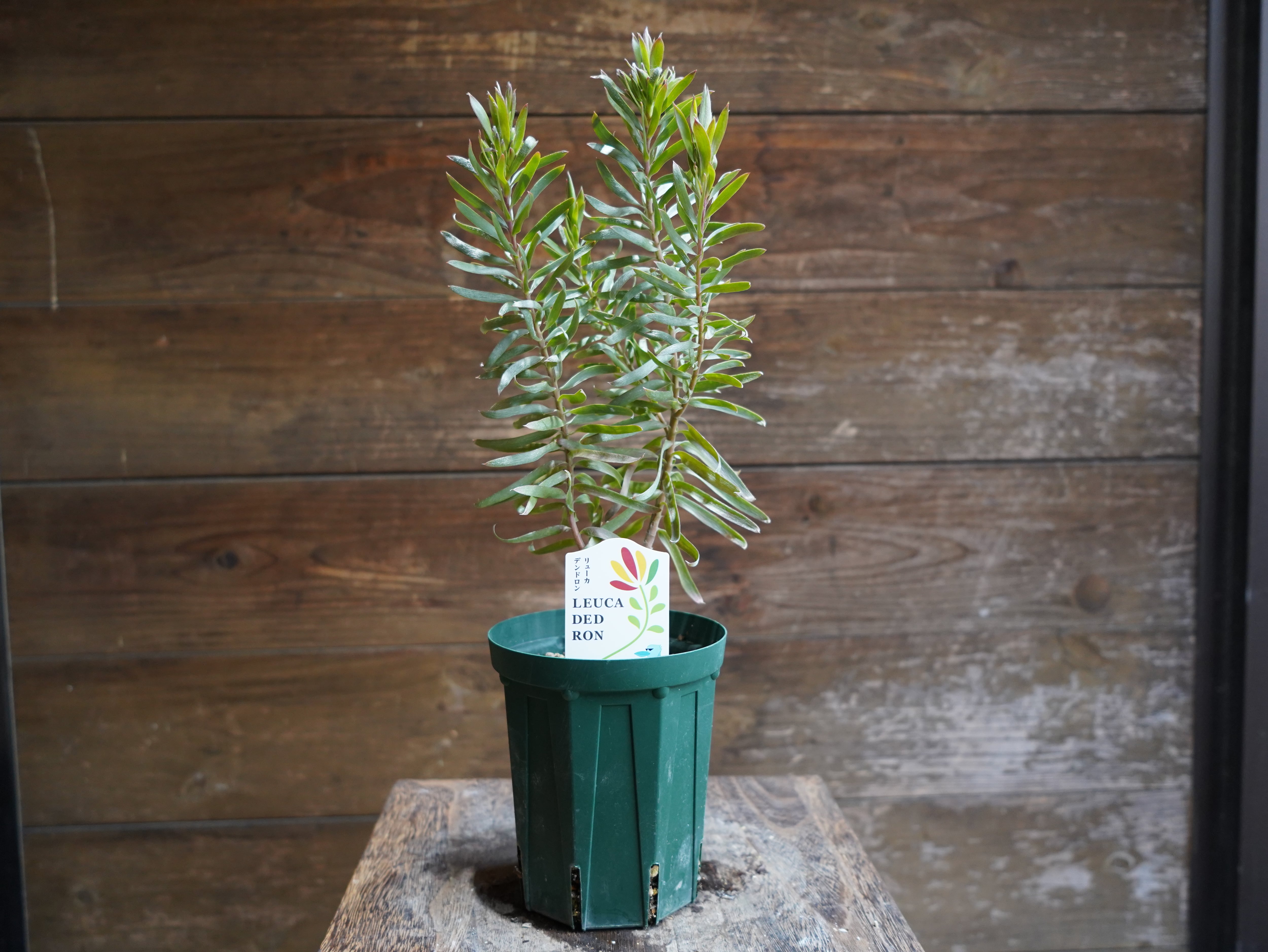 【現物】リューカデンドロン　”Gypsy Silver”　B