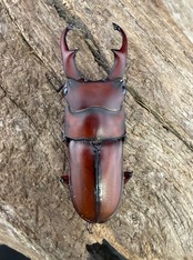 《アキソプシスコクワガタ 32.5mm ペア》ブリーダー様委託個体