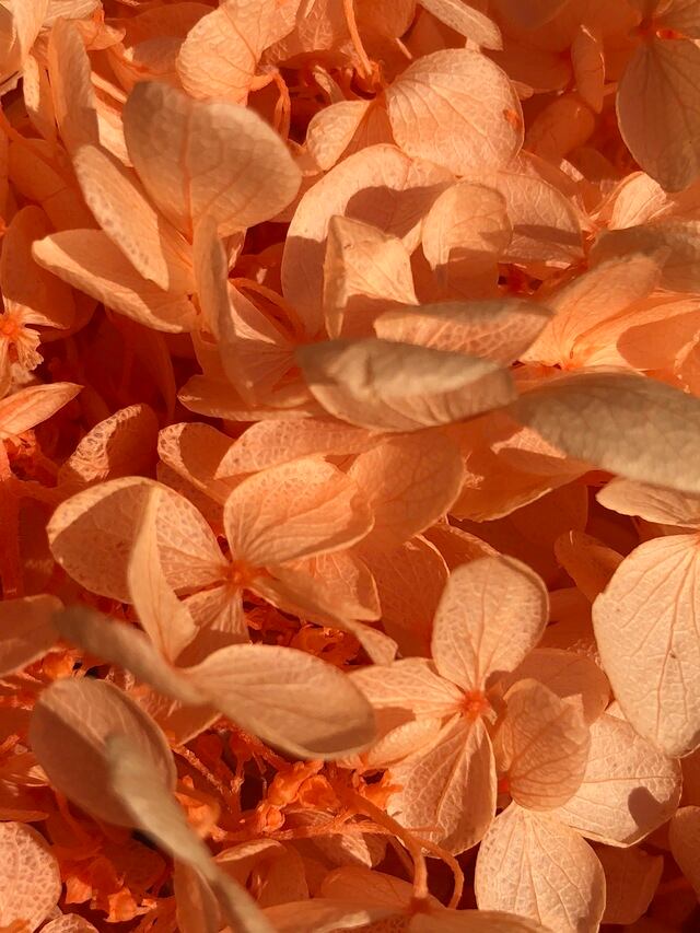 シェア花材☆ソフトピラミッドアジサイ ジュリアオレンジ