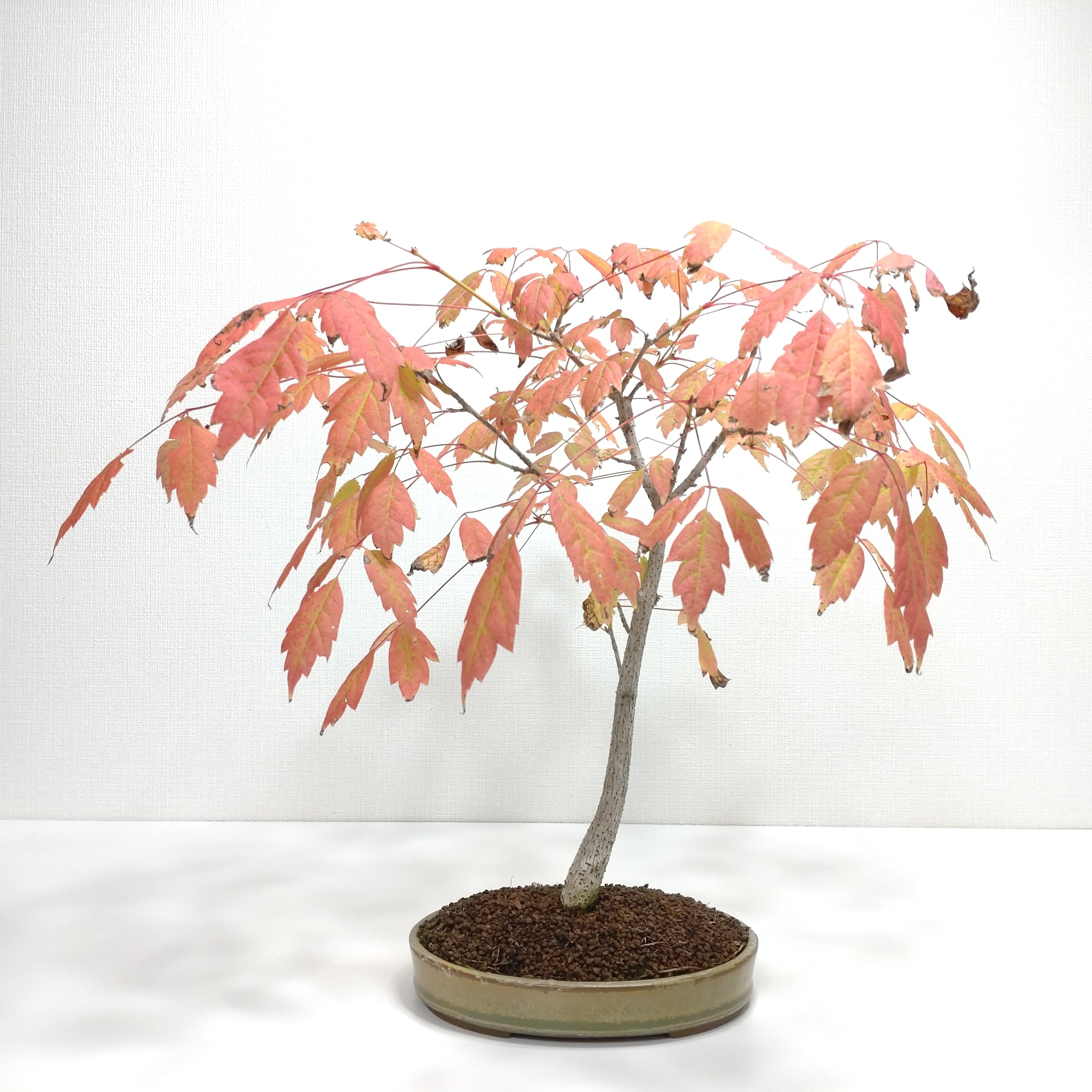 三手楓（ミツデカエデ）盆栽 SS005 | 盆栽創【Bonsaisou】