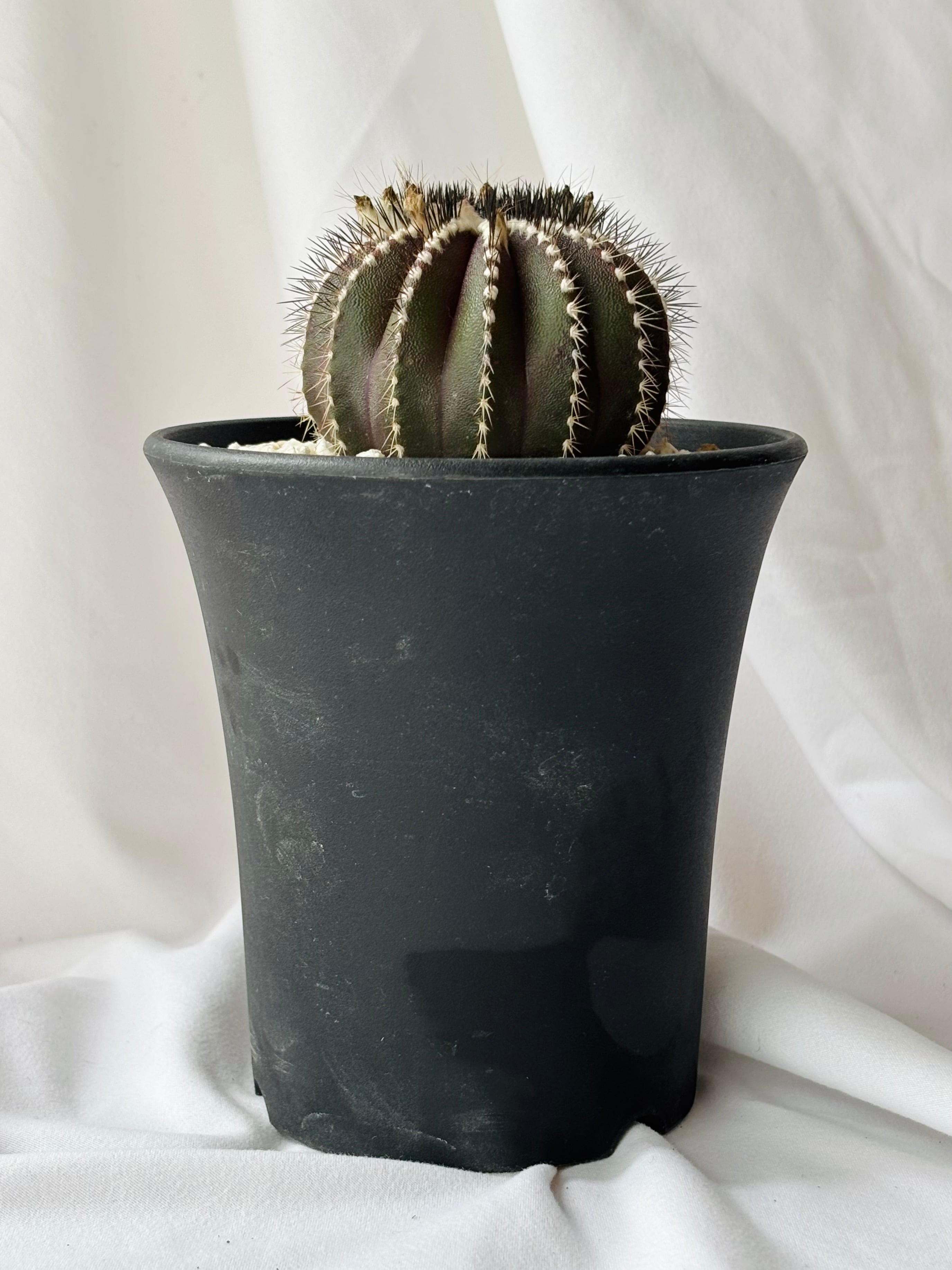 ユーベルマニア　ペクチニフェラ　サボテン　国内実生 ユーベルマニア・ペクチニフェラの実生、成長記録（2018年8月