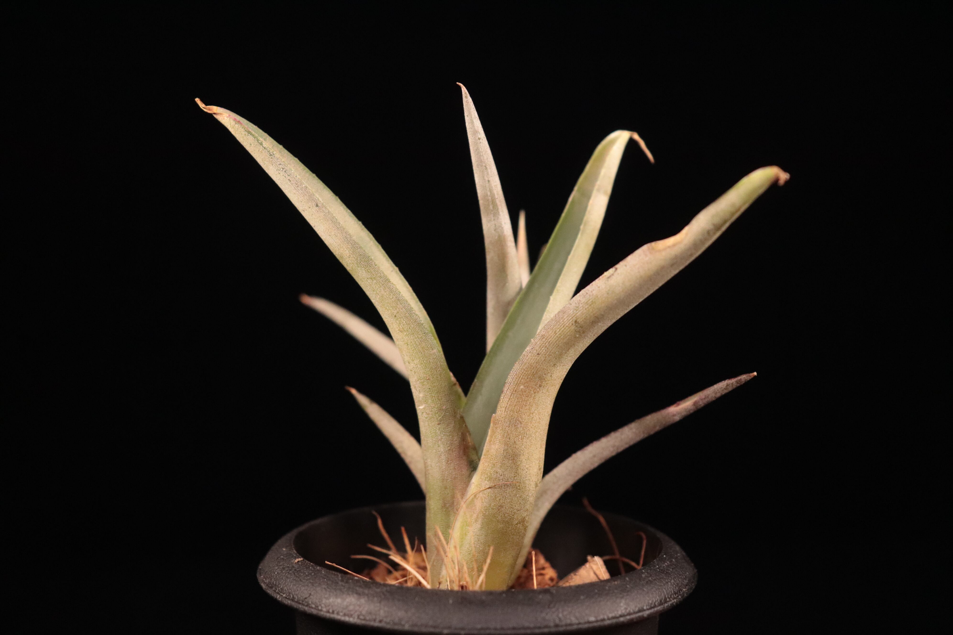 送料無料】Neoregelia bahiana (diamantinensis)〔ネオレゲリア〕現品