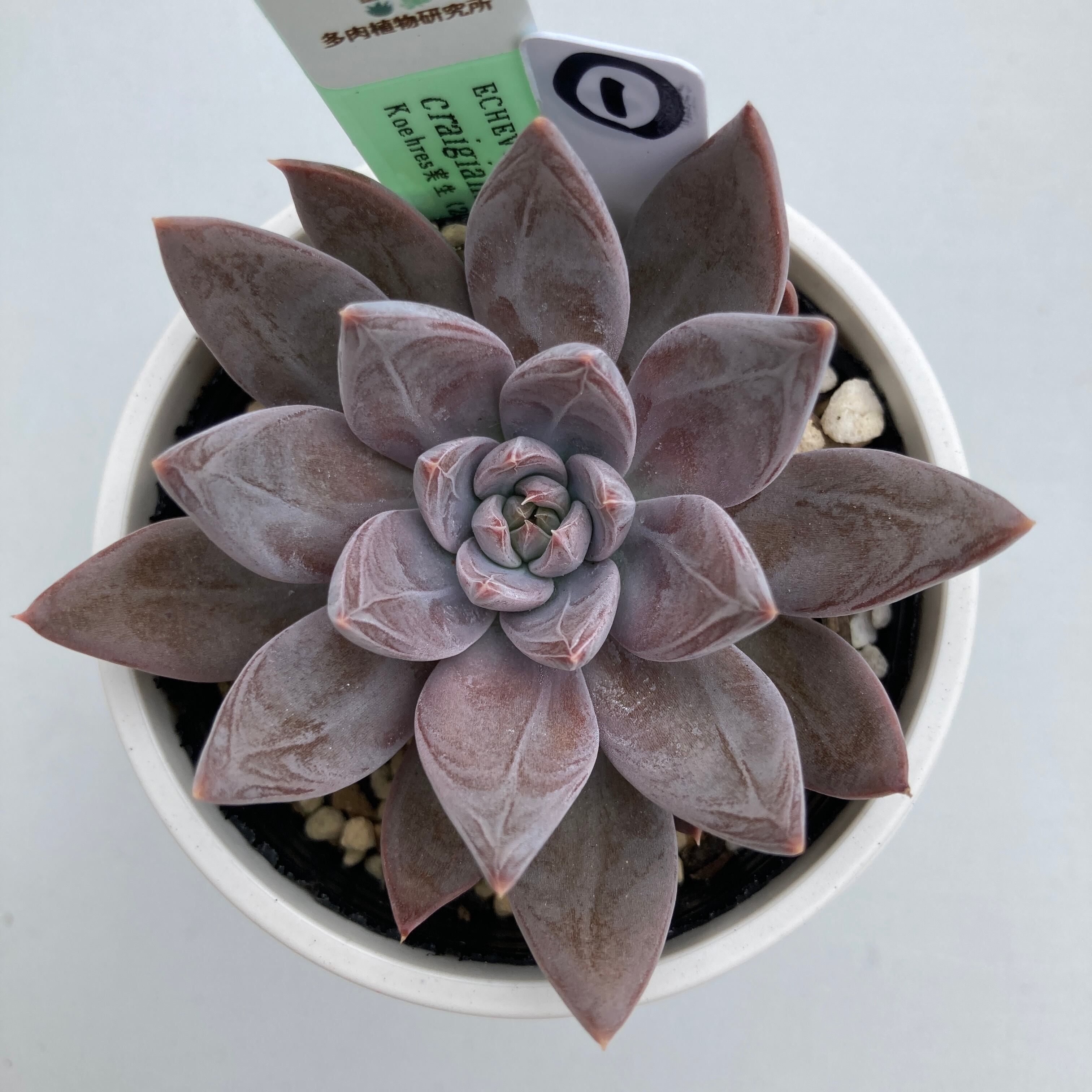 現物商品】ECHEVERIA craigiana,Chihuahua ① 原種 実生苗 | 多肉植物