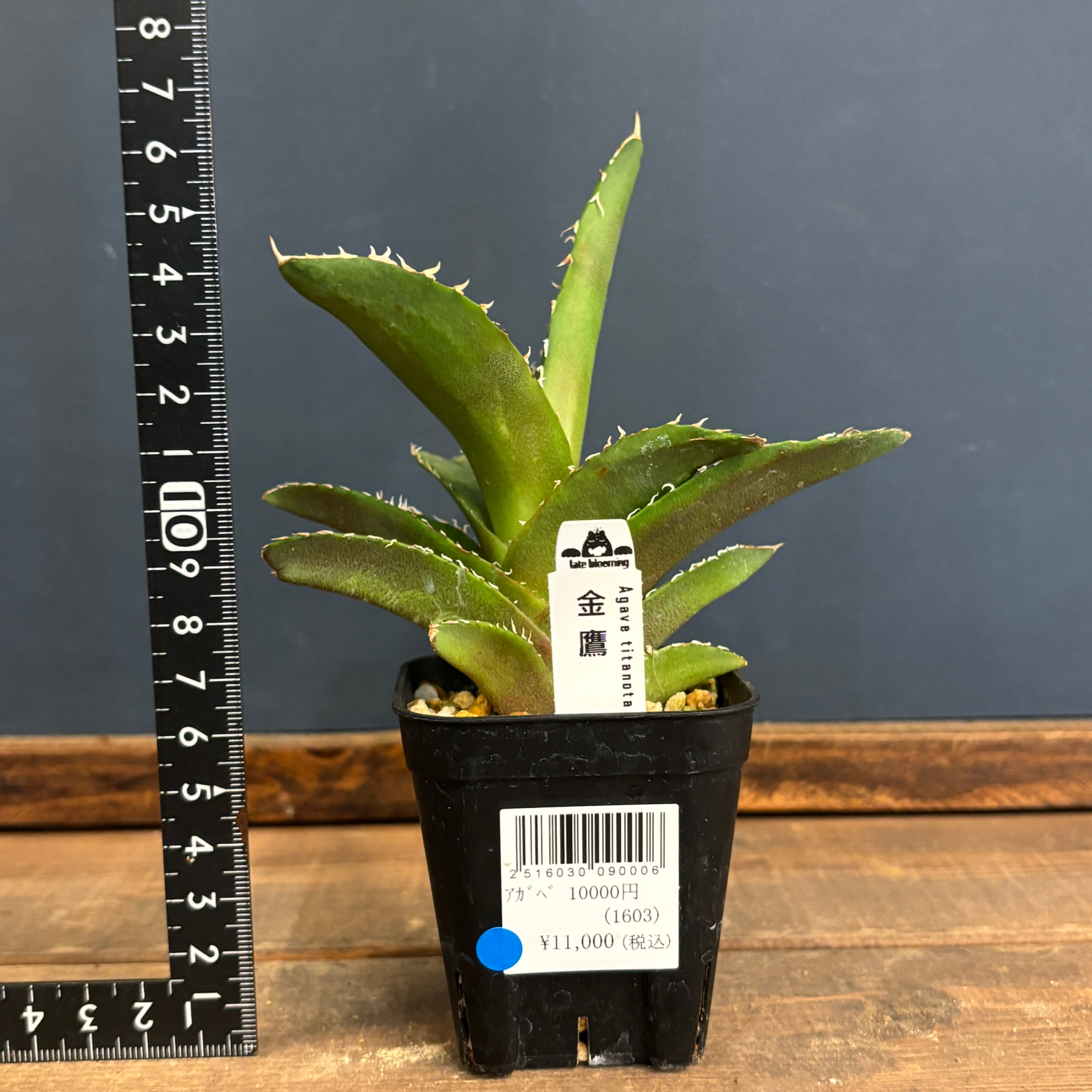 アガベ　チタノタ　有望株 アガベ チタノタ 黒金剛 有望子株 レア株 490 - メルカリ
