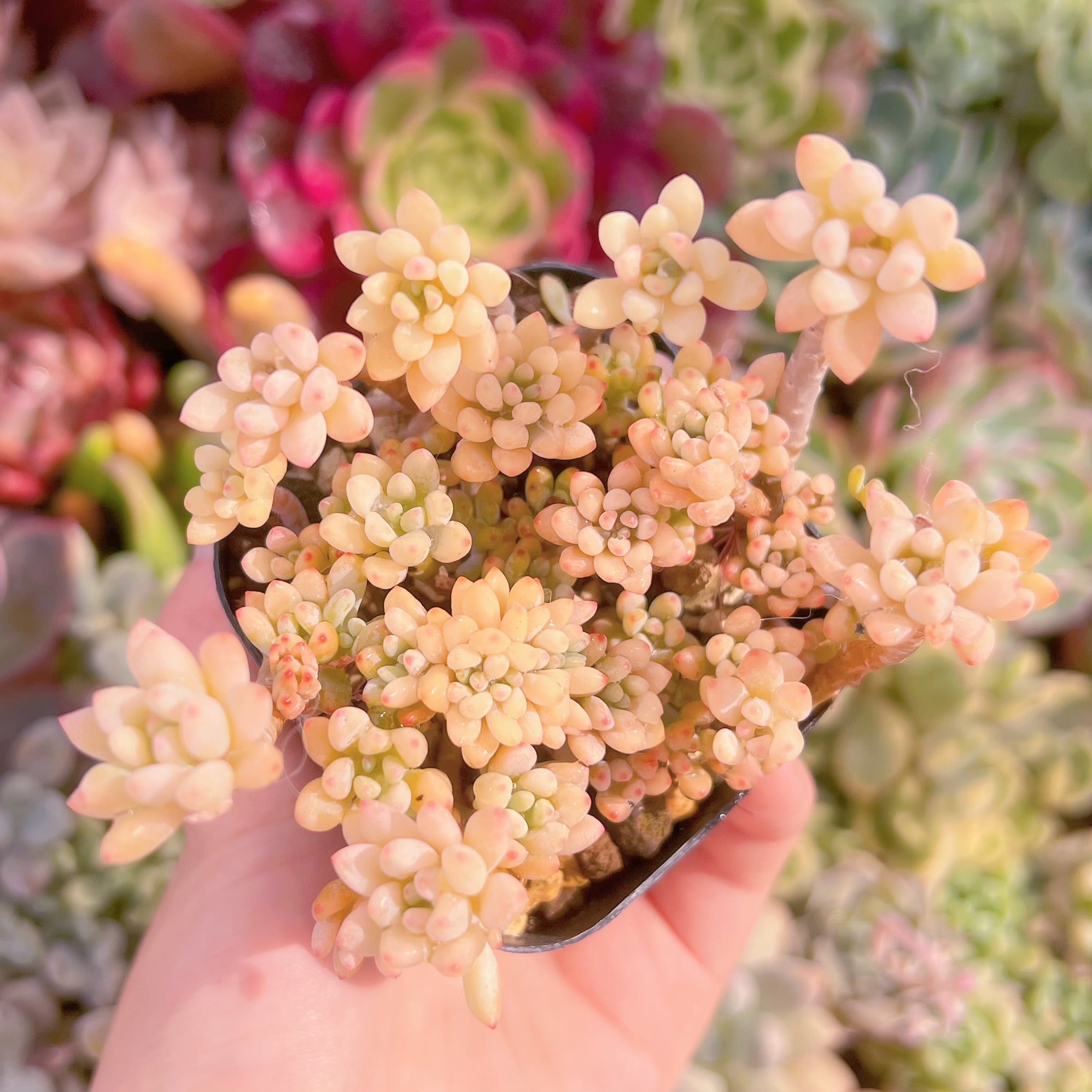 現品　ブルービーン錦#F071　るる農園