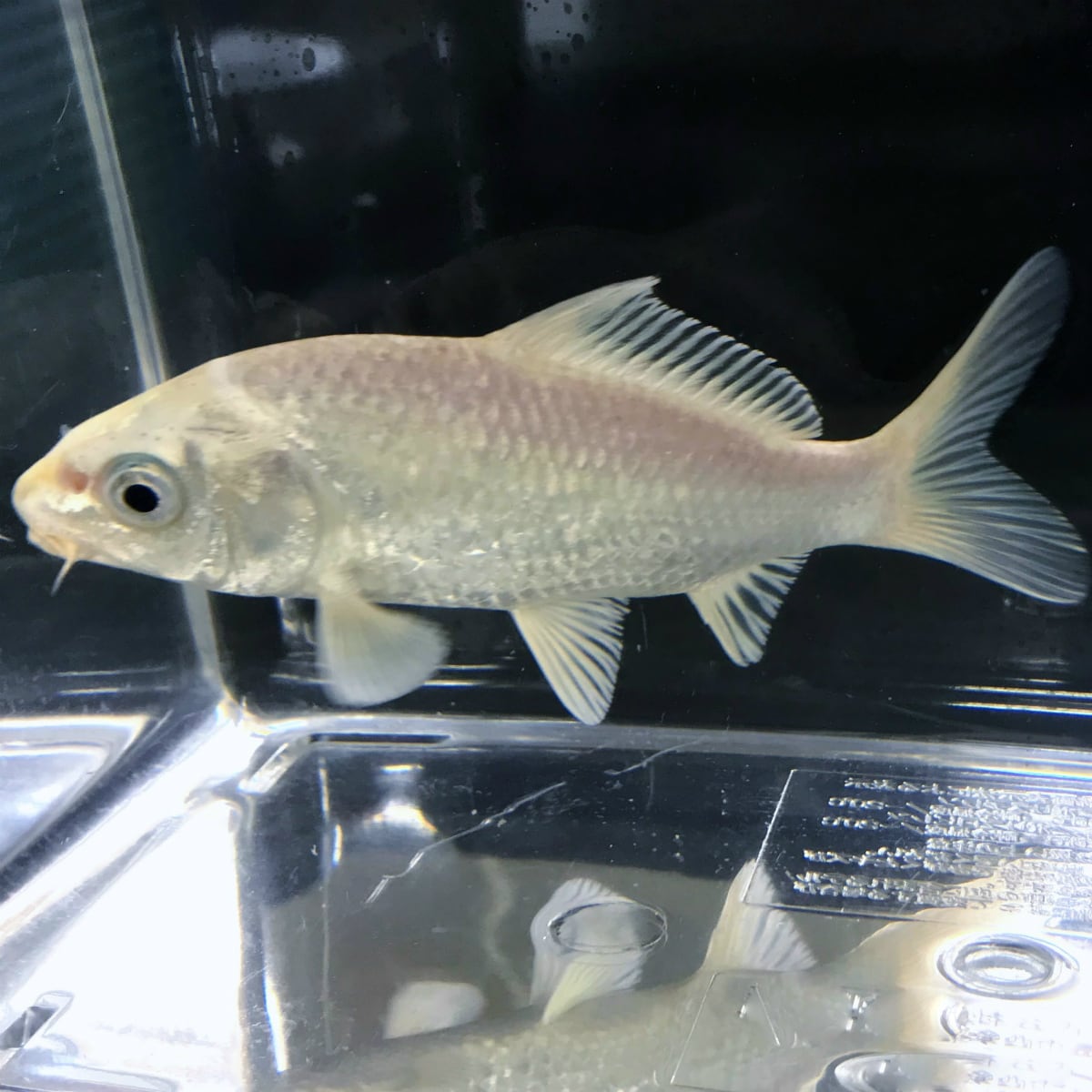 錦鯉）プラチナ（1匹）【生体】 | 川村淡水魚販売（本店） 川魚・錦鯉