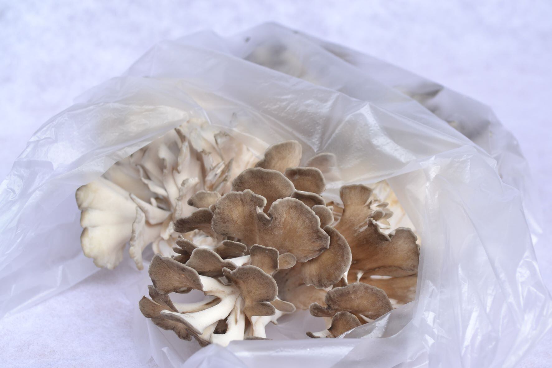 6個入☆】にゅうの舞茸ご自宅用300g×6個 | Maitake shop