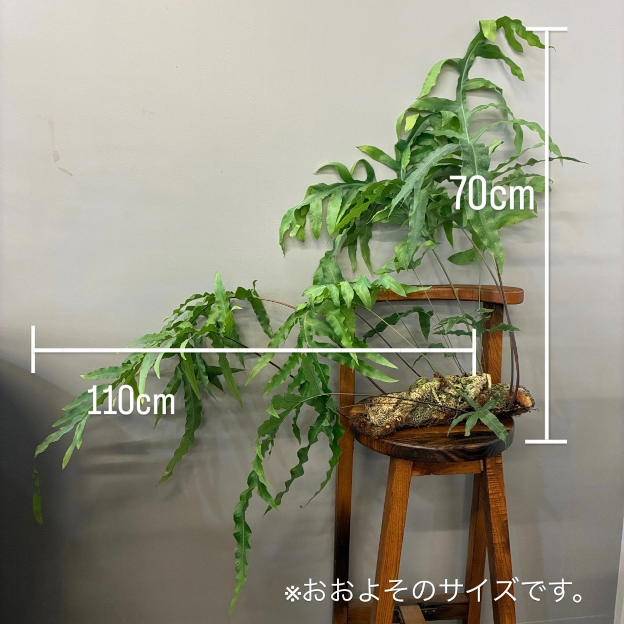 【新着3日限定10%OFF】フレボディウム【315】