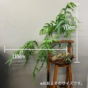 【新着3日限定10%OFF】フレボディウム【315】