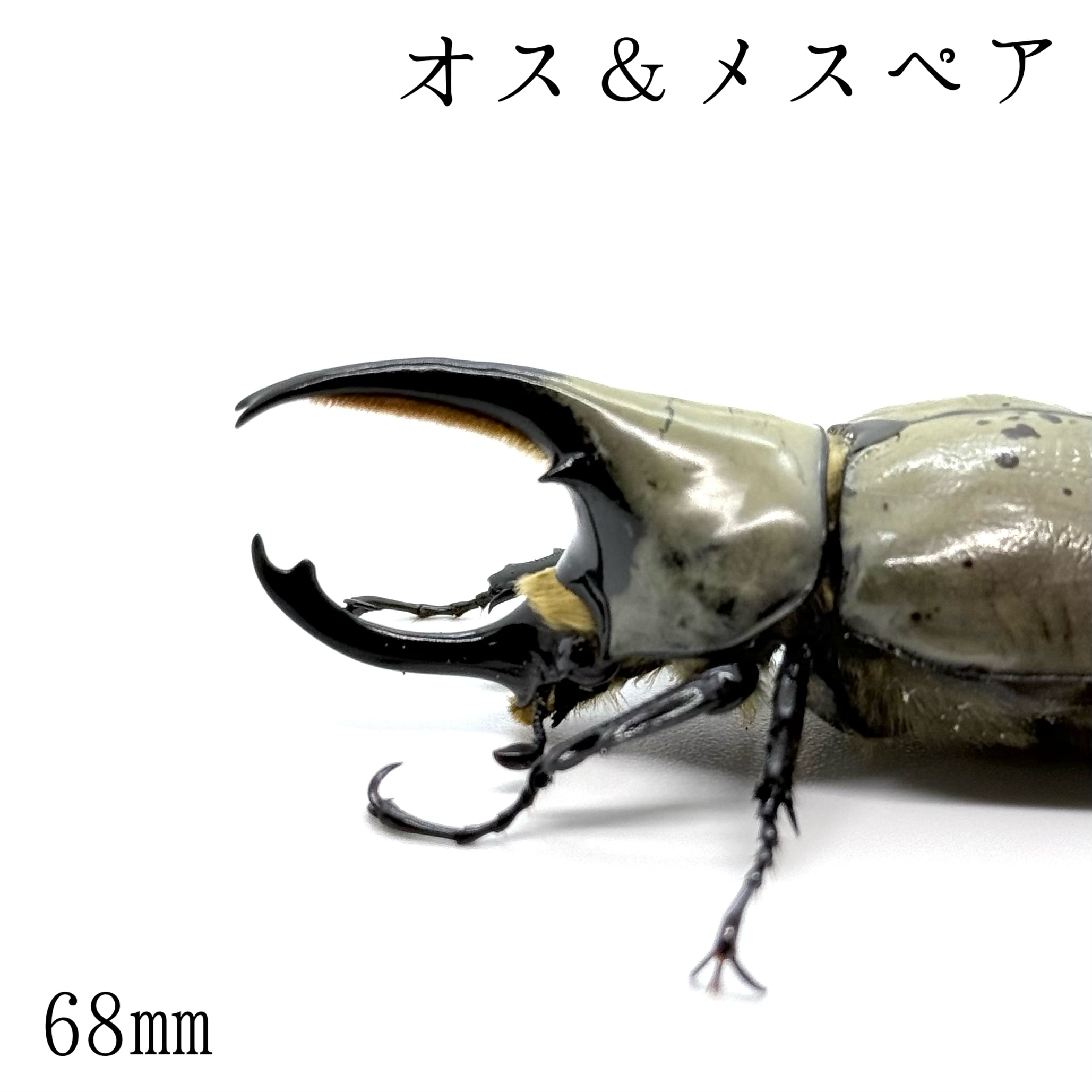 グラントシロカブト ⑧ ♂1(約72㎜)♀1(51㎜) 2頭 ペア