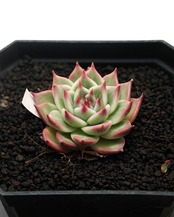 発根済カット苗 トスカネリ Echeveria 'Toscanelli'