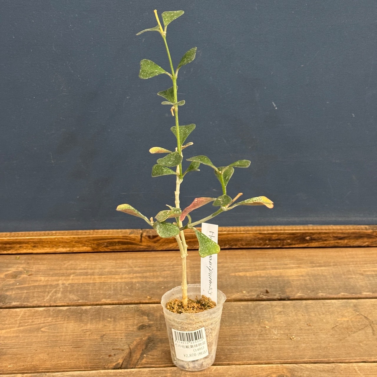 【OVM】Hoya　manipurensis【758】