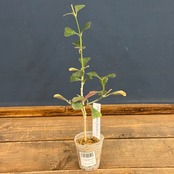 【OVM】Hoya　manipurensis【758】