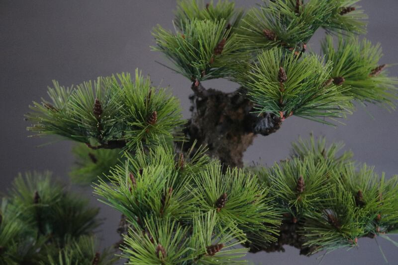 盆栽 錦松 Pinetree Bonsai #112 | Oh! BONSAI