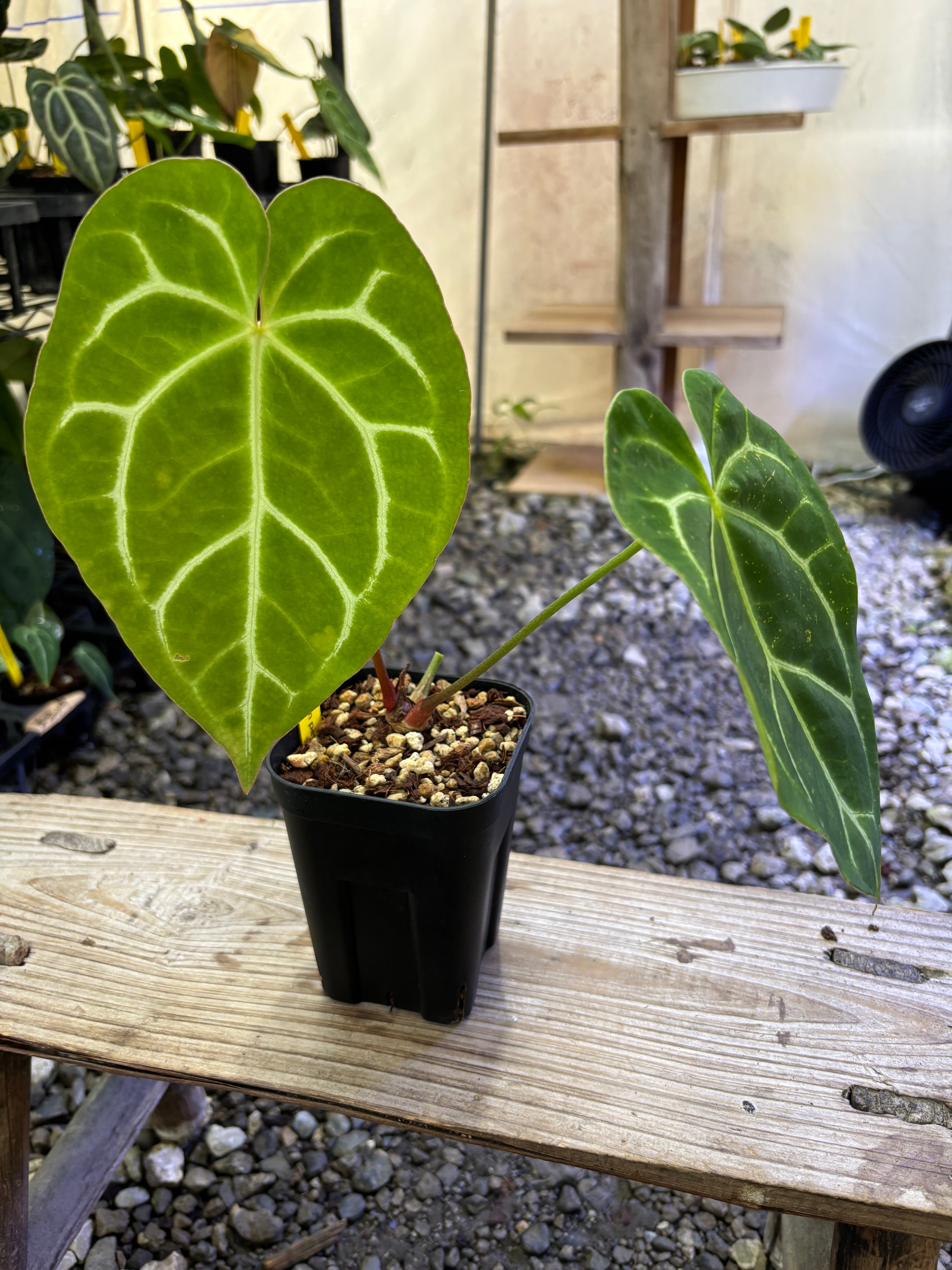 Anthurium | BA PLants