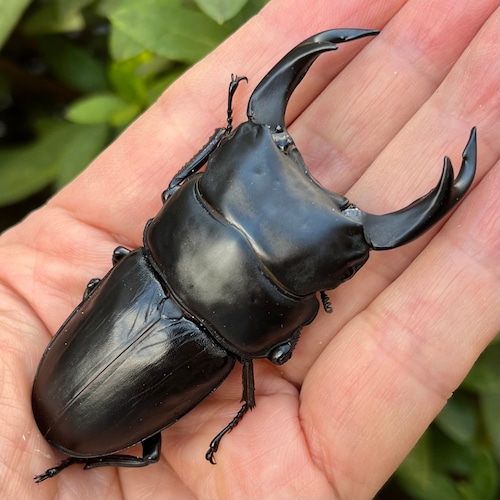 【美形・新成虫】佐賀県神埼郡神埼町産”オオクワガタペア(♂81mm) # 8153−201