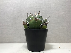 アガベ チタノタ '白鯨'（ハクゲイ）