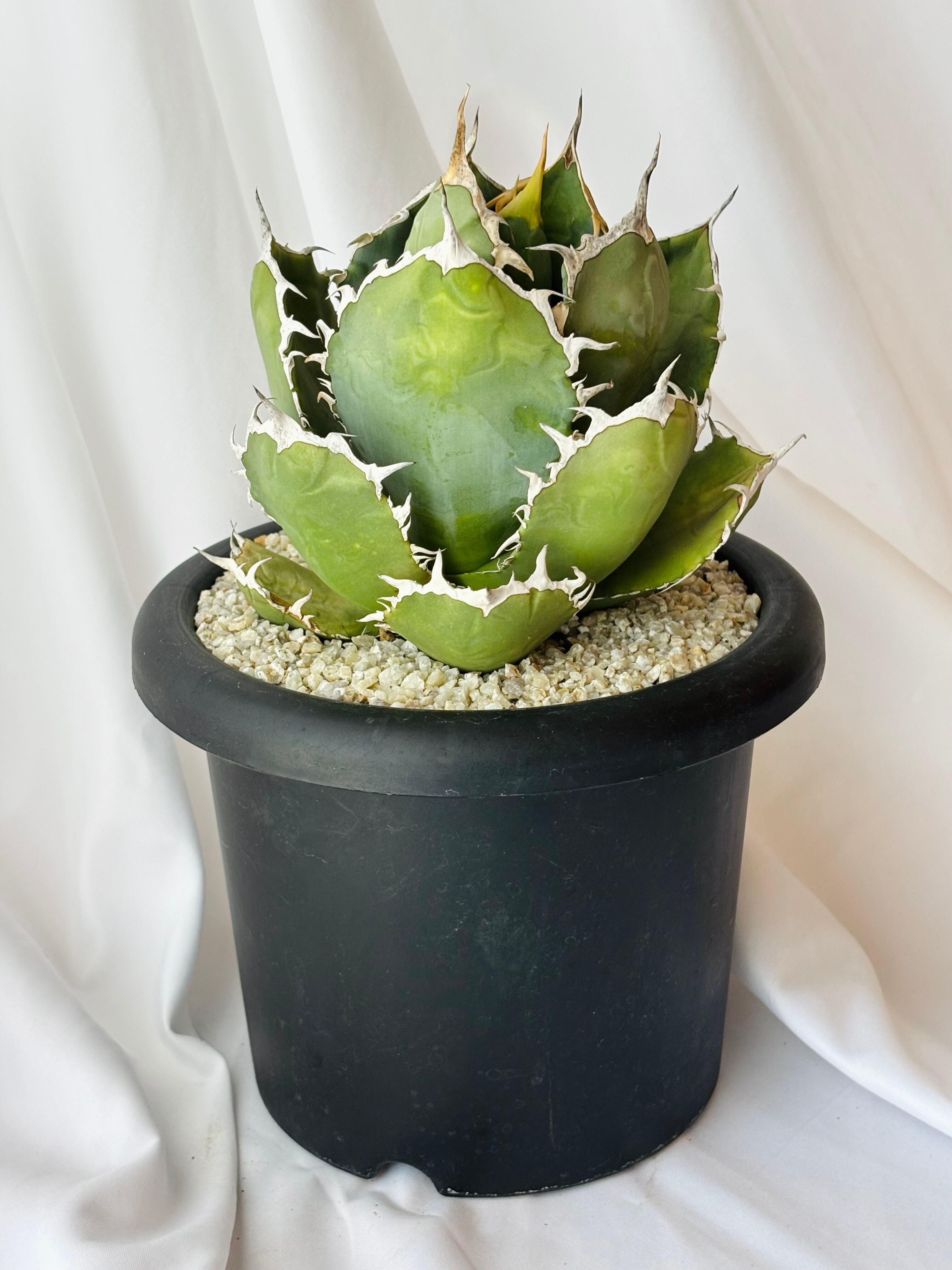 Agave titanota アガベ チタノタ 烈焰 多肉植物 | plants MARU