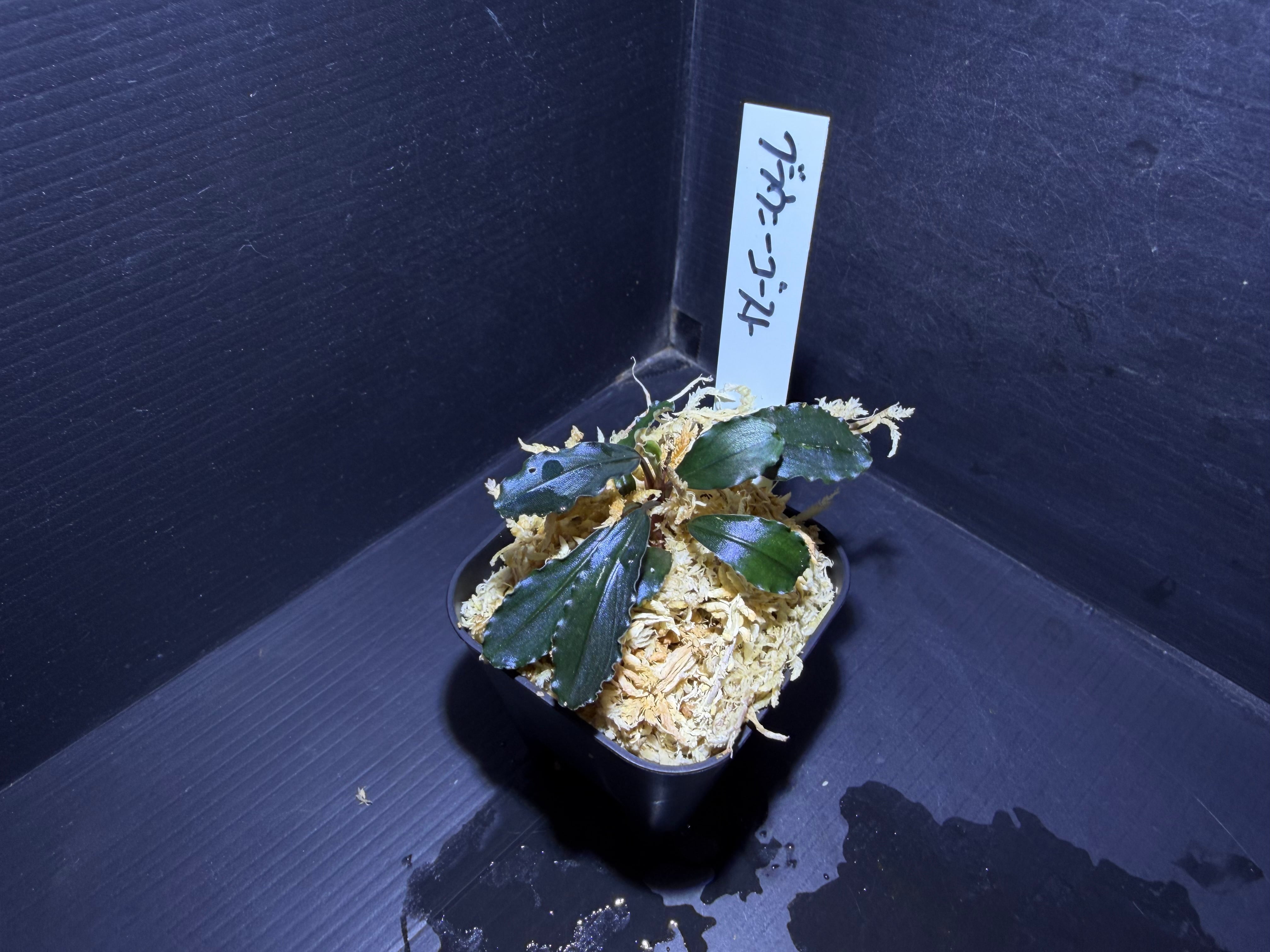 水草・観葉植物 | AquaFocus