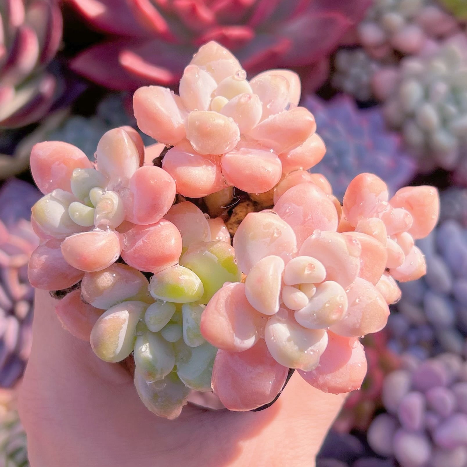 現品　マカロン#244　群生　新入荷