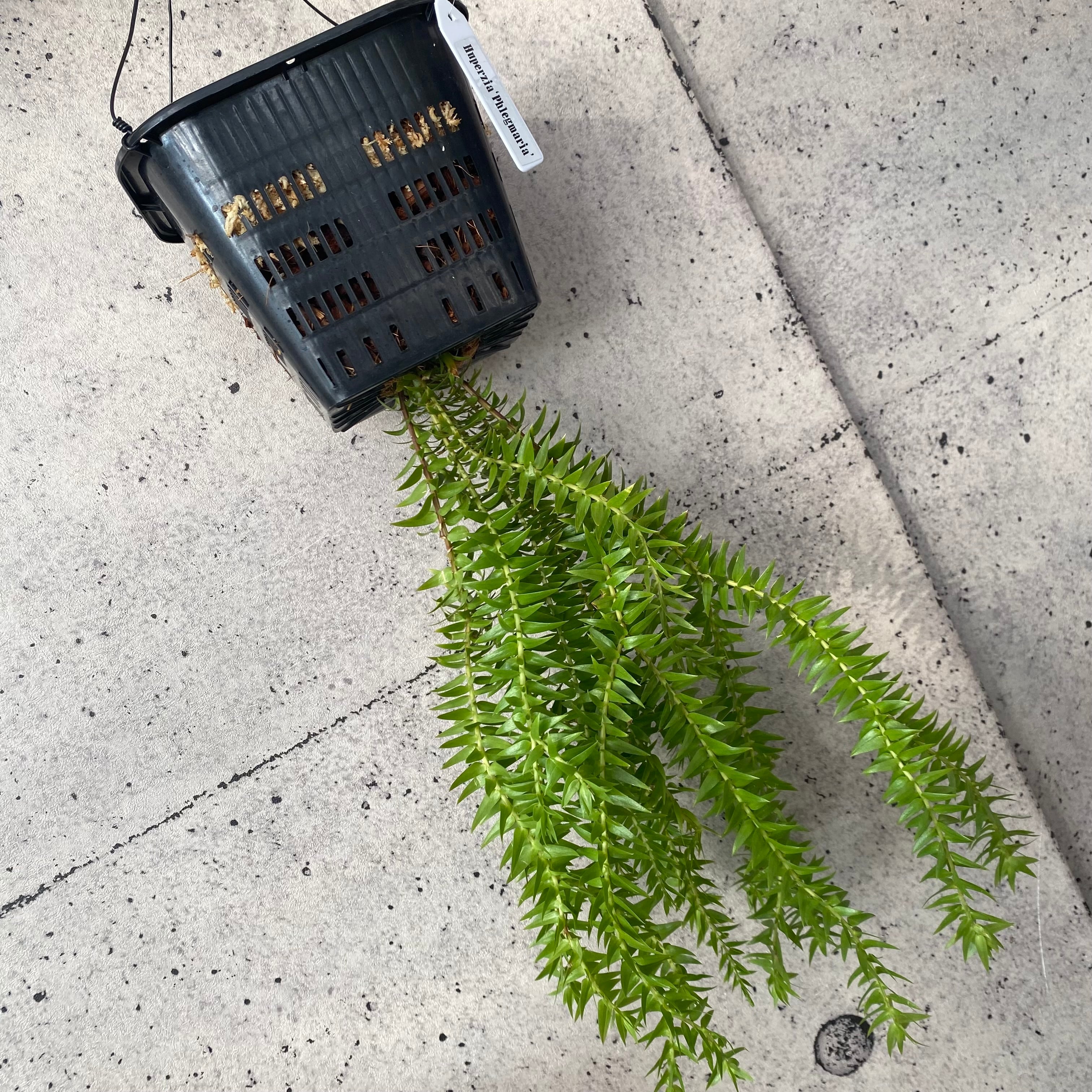 Planet Plants プラネットプランツ