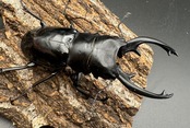 【WD】《インターメディアツヤクワガタ 85mm ペア》