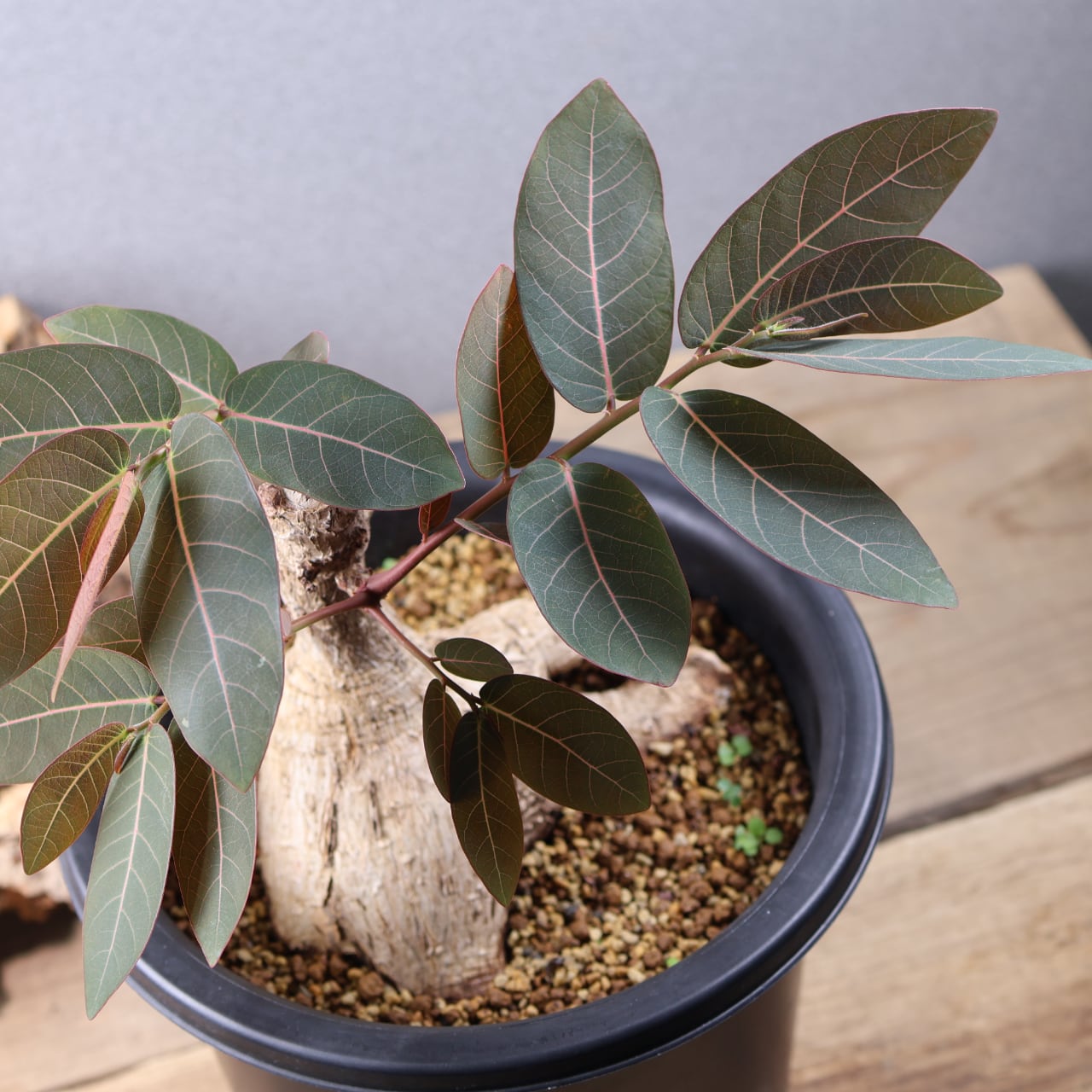 736『フｨランサス ミラビリス』 観葉植物【送料無料】 | MARX PLANTS