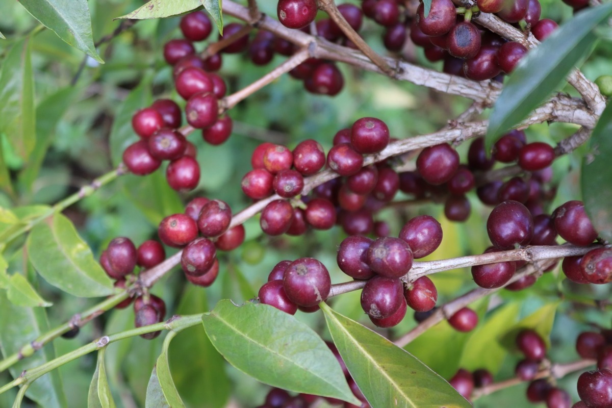 ETHIOPIA Sidama Mokonisa Bulga 150g