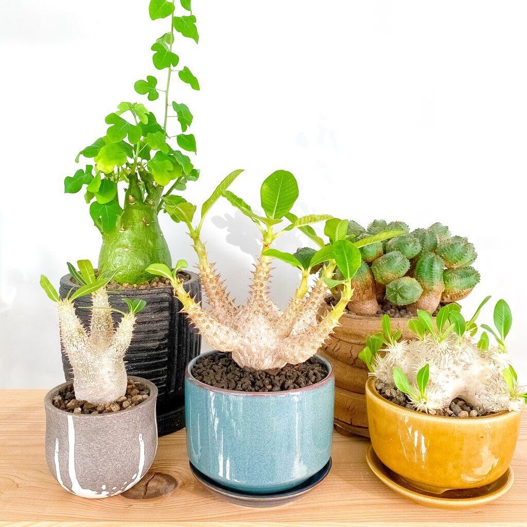 パキポディウム　ウィンゾリー　D パキポディウム・ウィンゾリー | 多肉植物・特別な鉢の販売 | トーキー