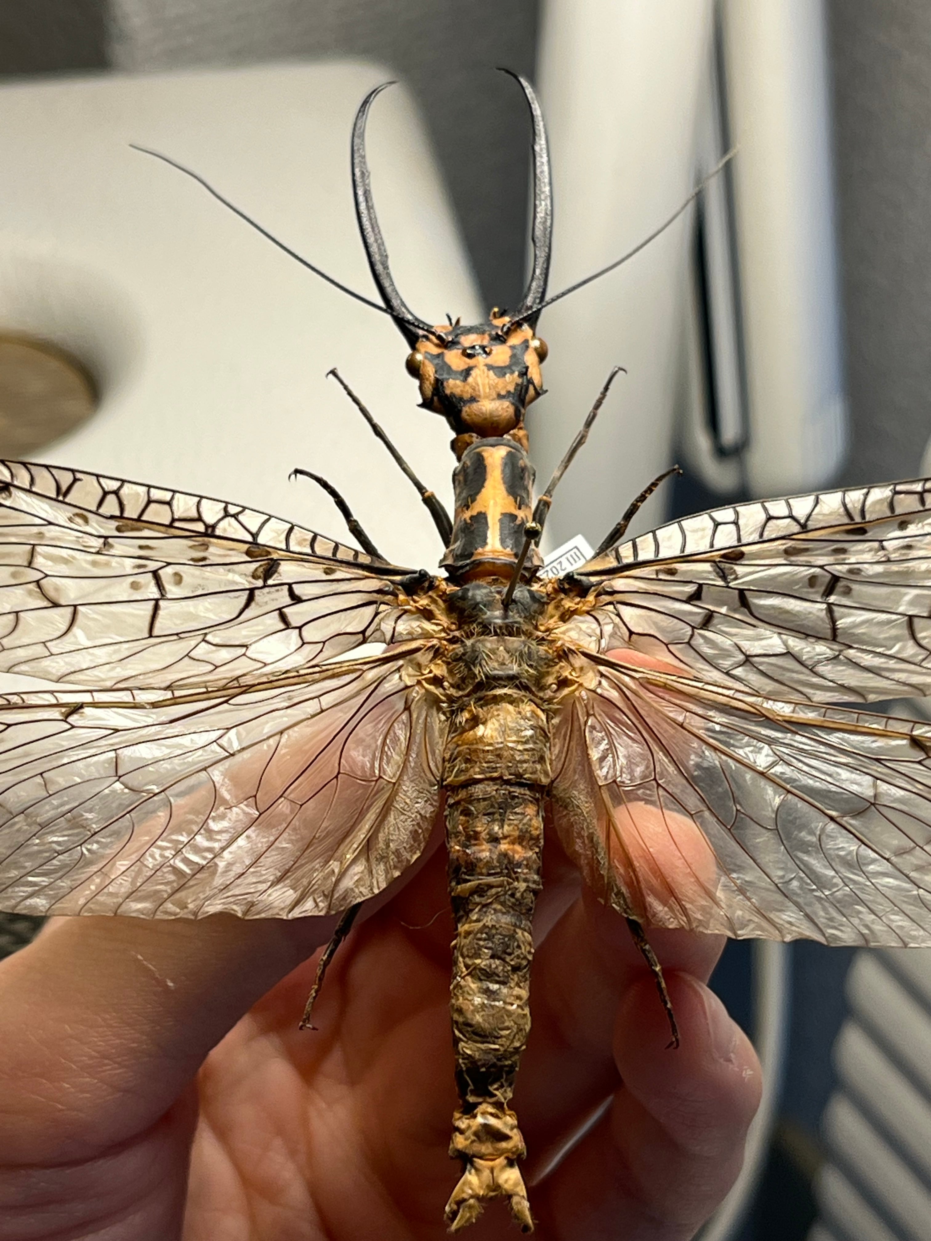 蜻蛉希少種】キマダラオオキバヘビトンボ オオアゴヘビトンボ 昆虫標本