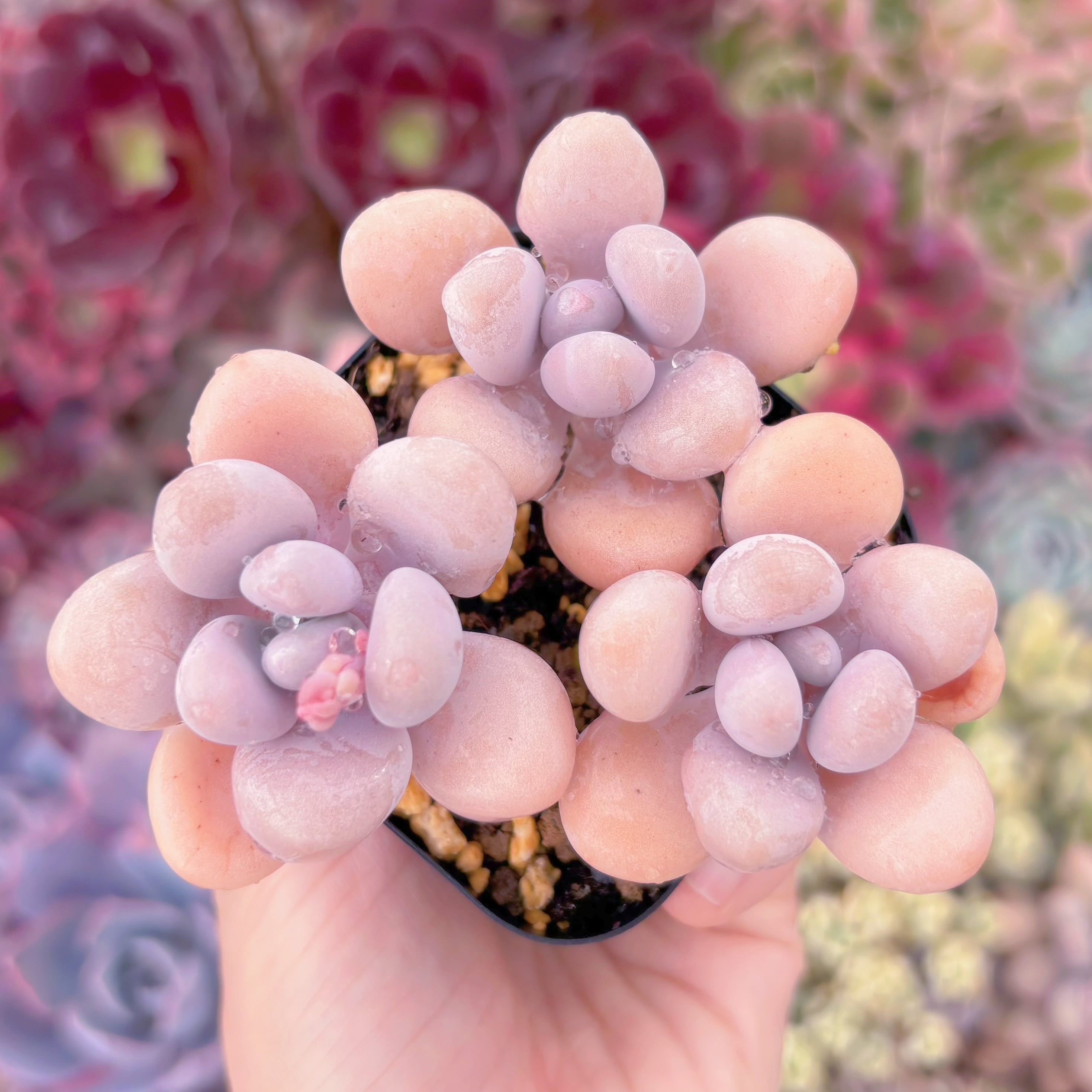 現品　桃卵#A25　新入荷