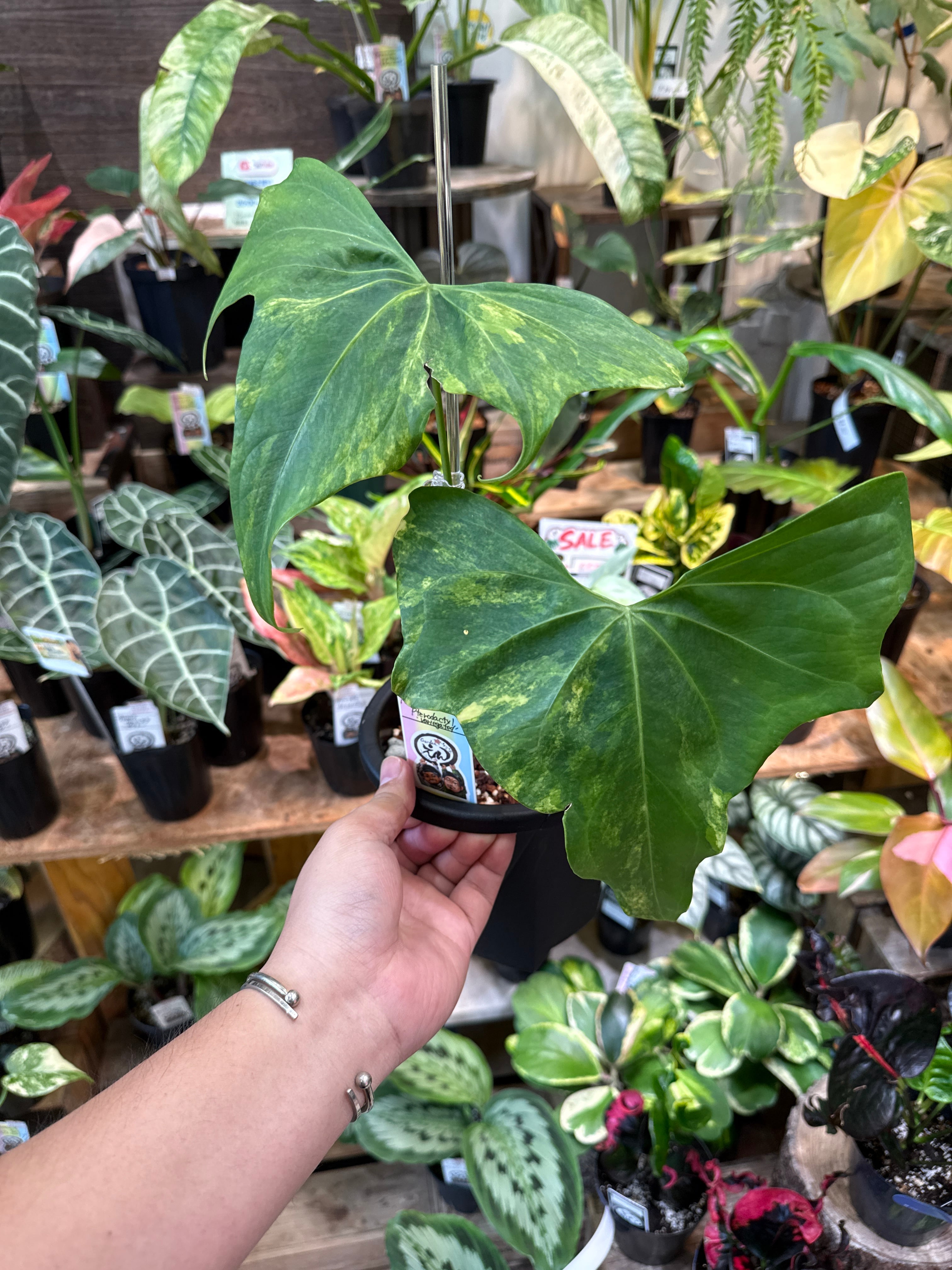 anthurium pterodactyl 'variegated' / アンスリウムプテロダクティル