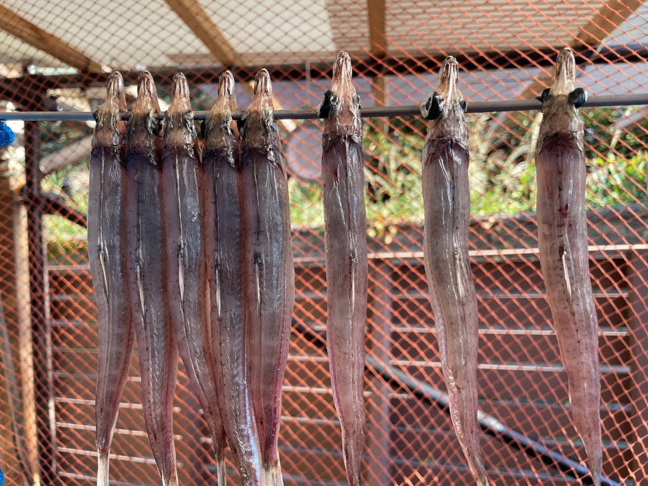 沖ギス(ニギス)一夜干し３匹入り。島根県沖で獲れた沖ギスを港ですぐに干した逸品