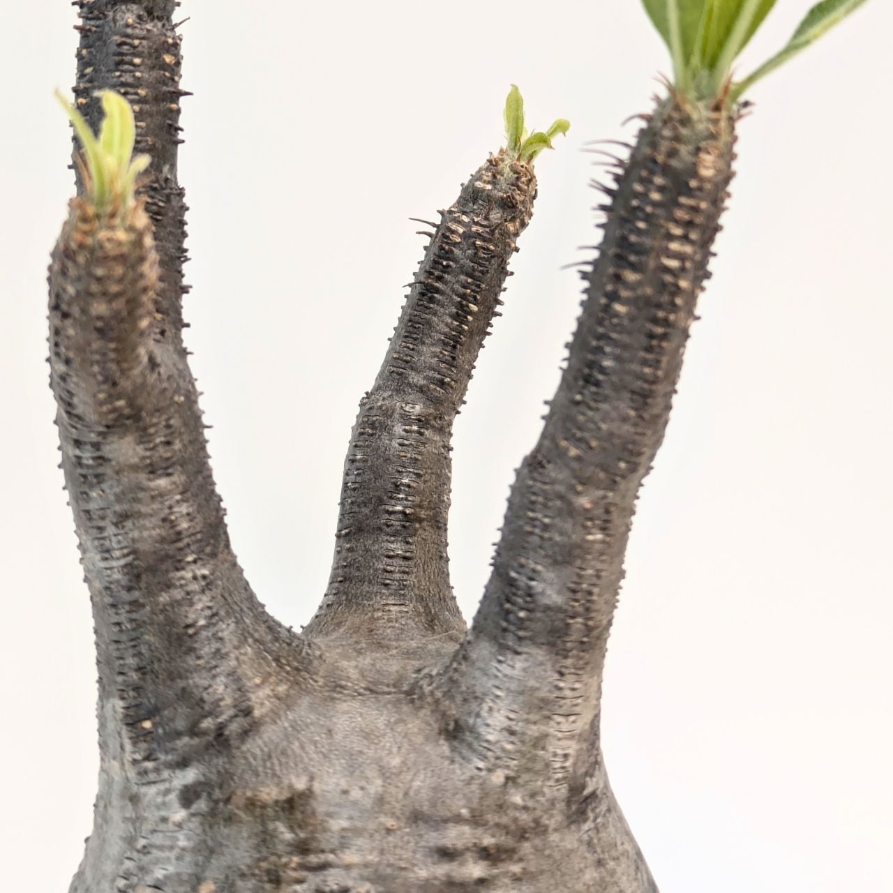 パキポディウム ロスラーツム グラキリス Pachypodium rosulatum var
