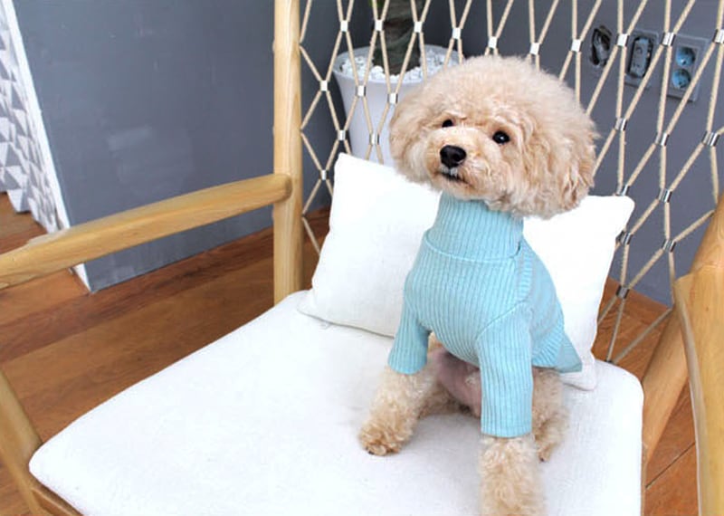 pastel highneck knit top S ~ XL 5color / 犬服 新作 ドッグウェア シンプル 長袖 小型犬 中型犬 ペット用品 パステルカラー ハイネック ニット トップス ペット洋服 top148