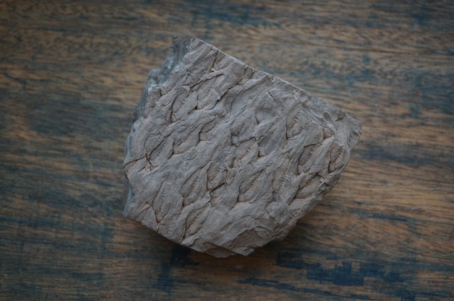 ポーランド産鱗木(ヒカゲノカズラ類)化石  Lepidodendron aculeatum 2441