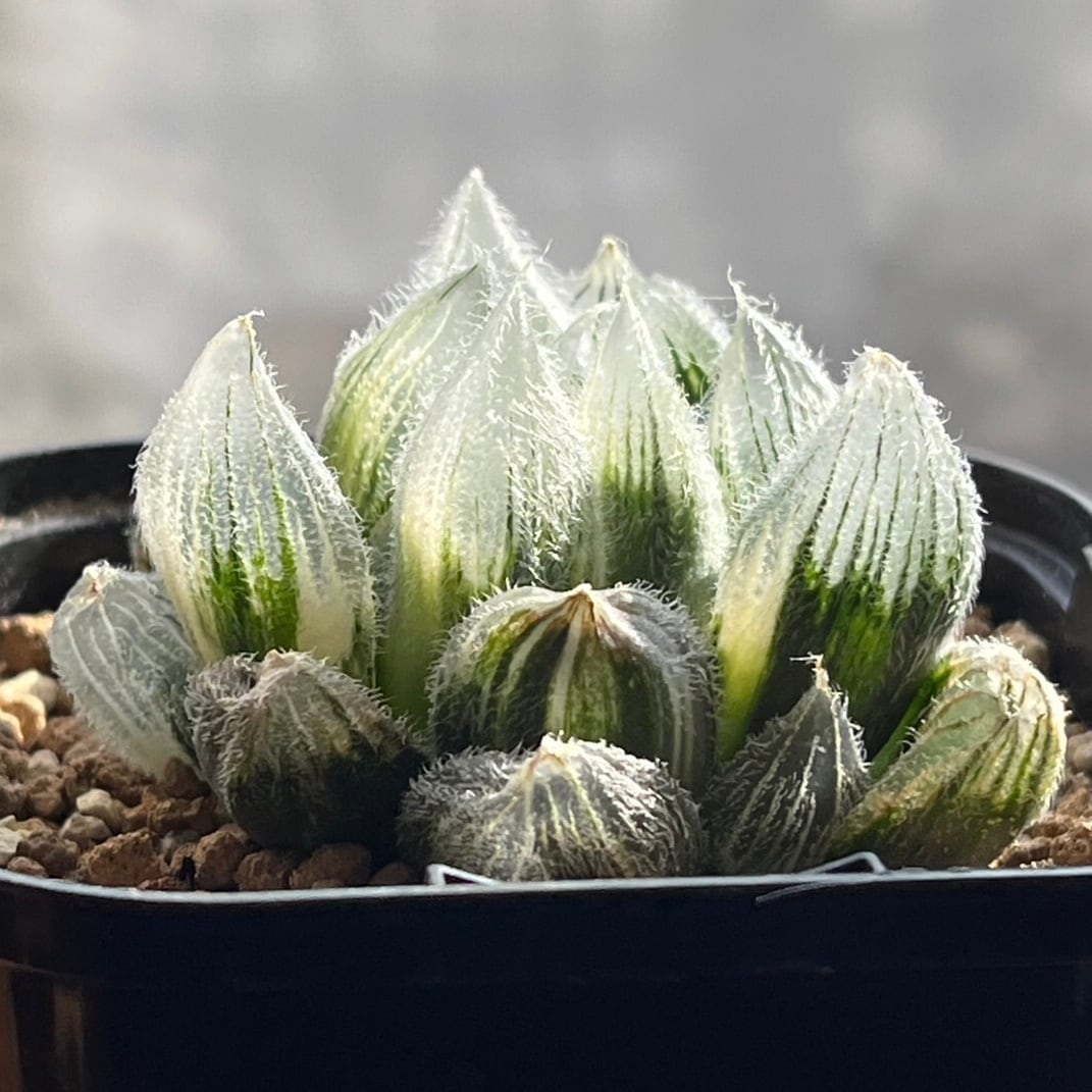 ハオルチア 九尾狐錦 | mocono_plants
