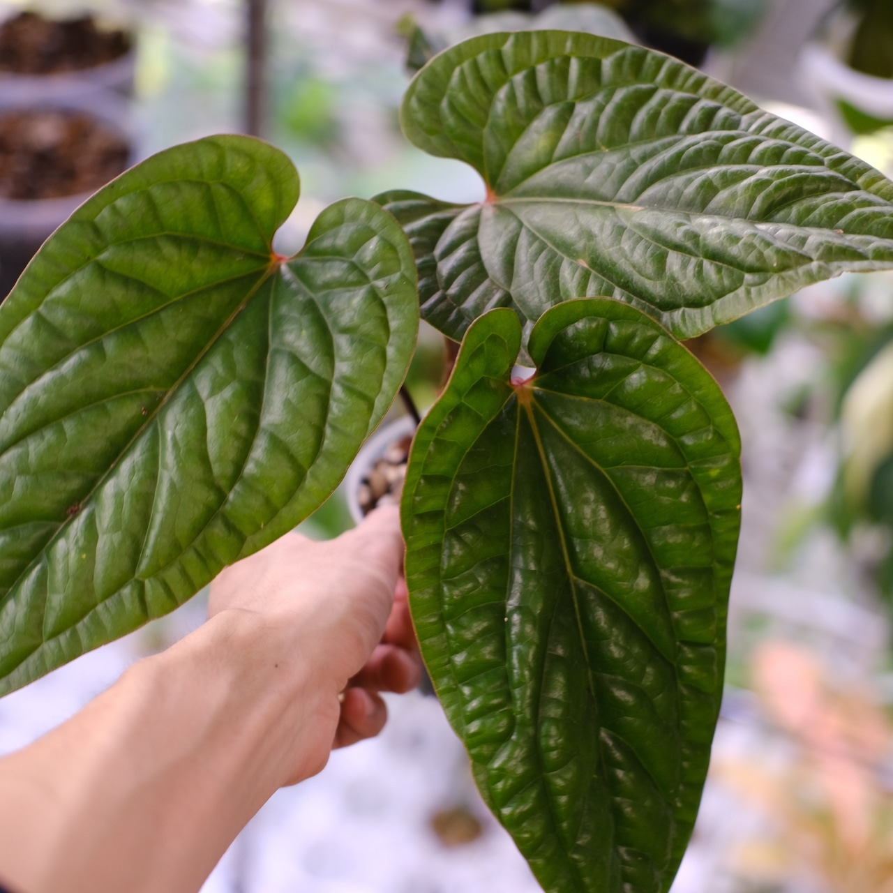 アンスリウム シリ / Anthurium Siri②(A.radicans×A.dressieri)