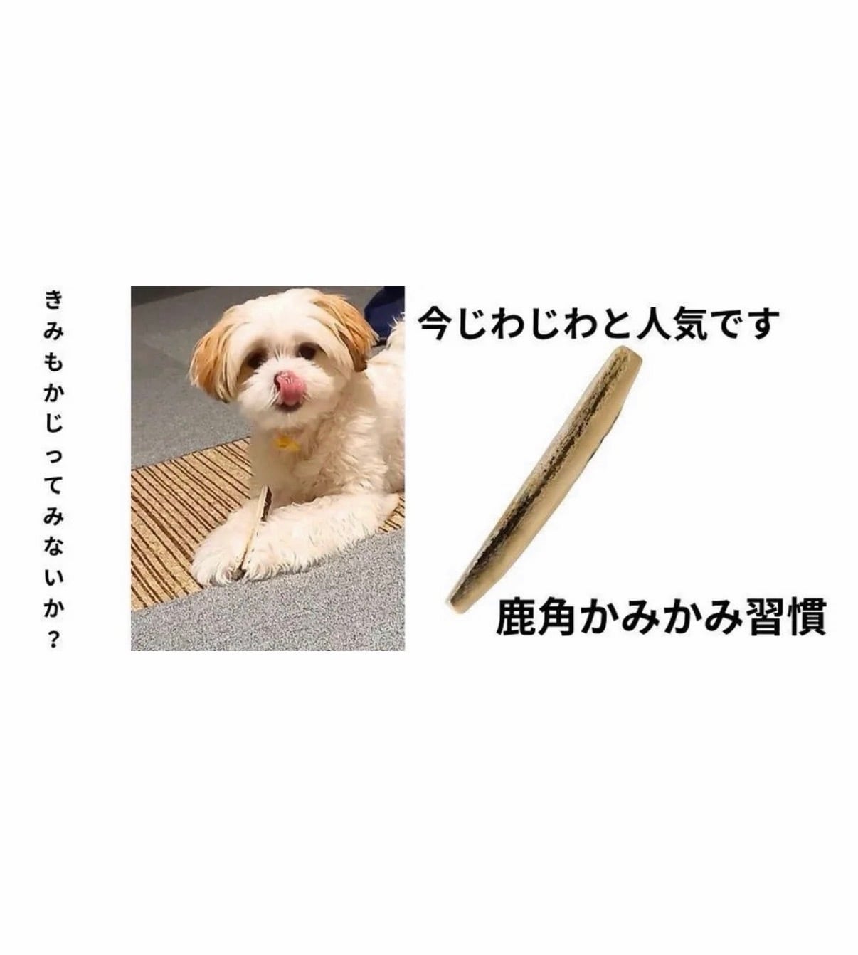 ドッグガムSサイズ(超小型~小型犬向) 鹿角かみかみ習慣 犬用ガム 天然鹿角 デンタルケア 国産 無添加 ストレスケア 犬用おもちゃ 歯ぐきマッサージ