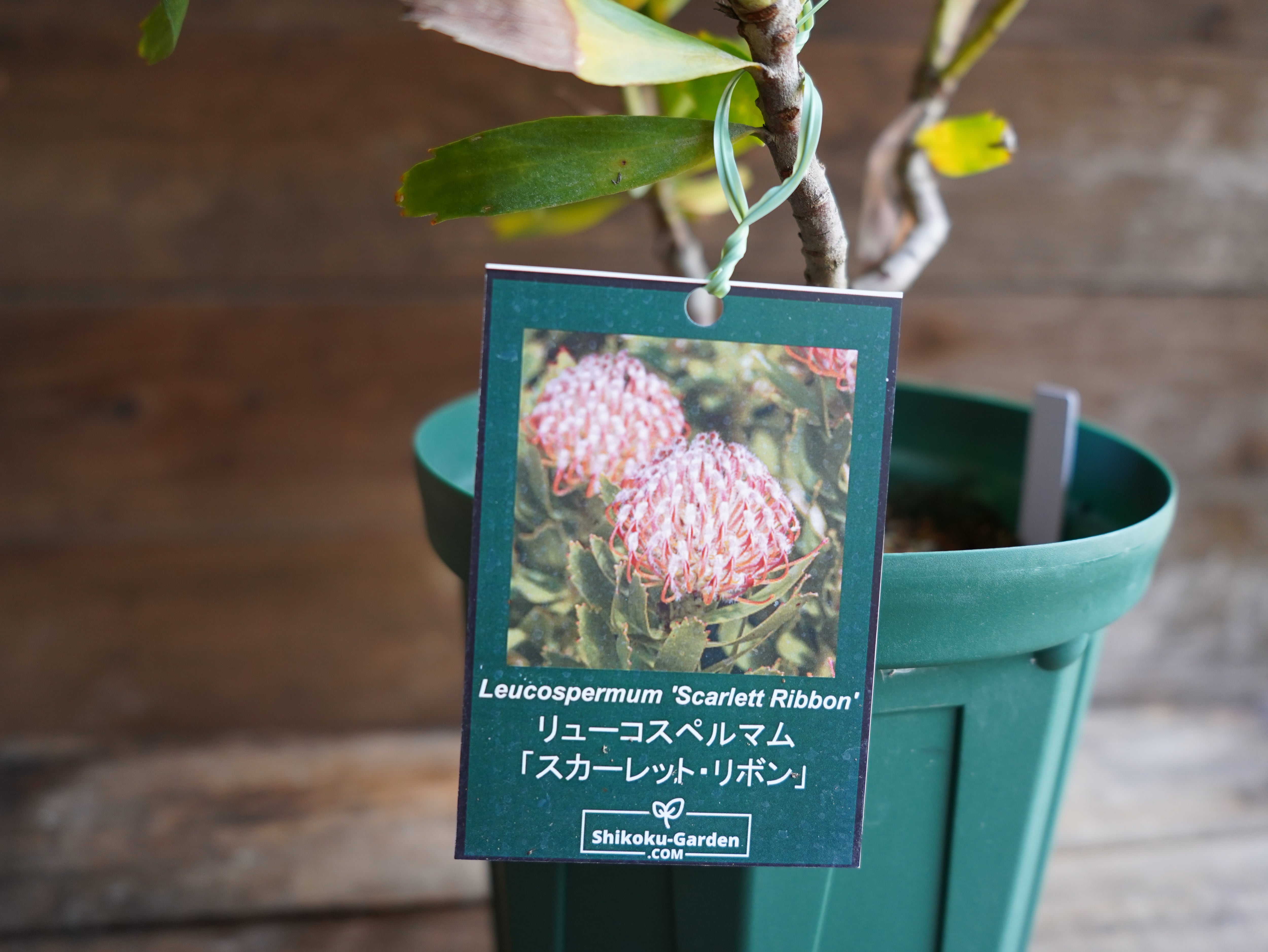 【現物】リューコスペルマム "スカーレットリボン"　A