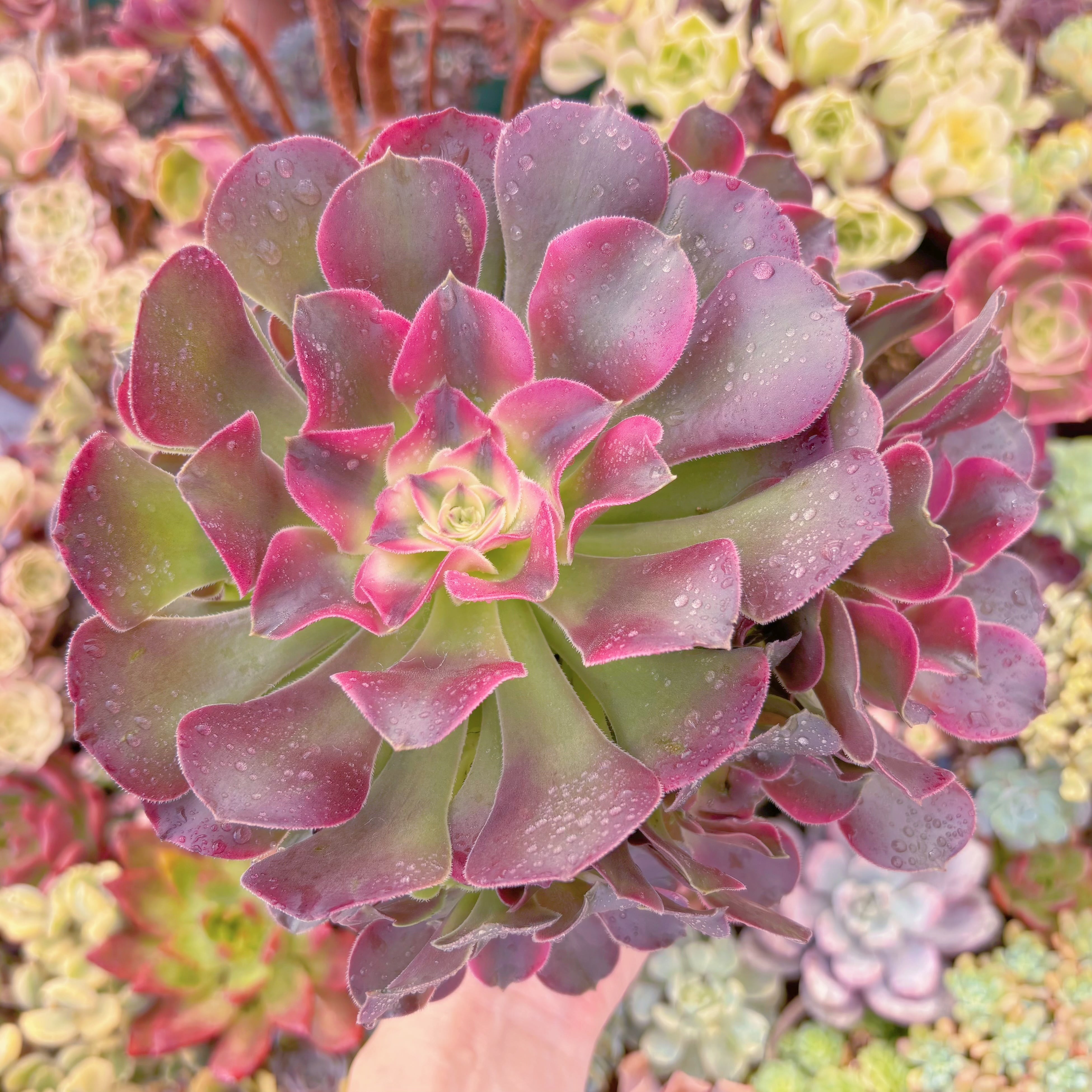 多肉植物　アフラダイティ変異　希少　特大群生　新入荷　るる農園