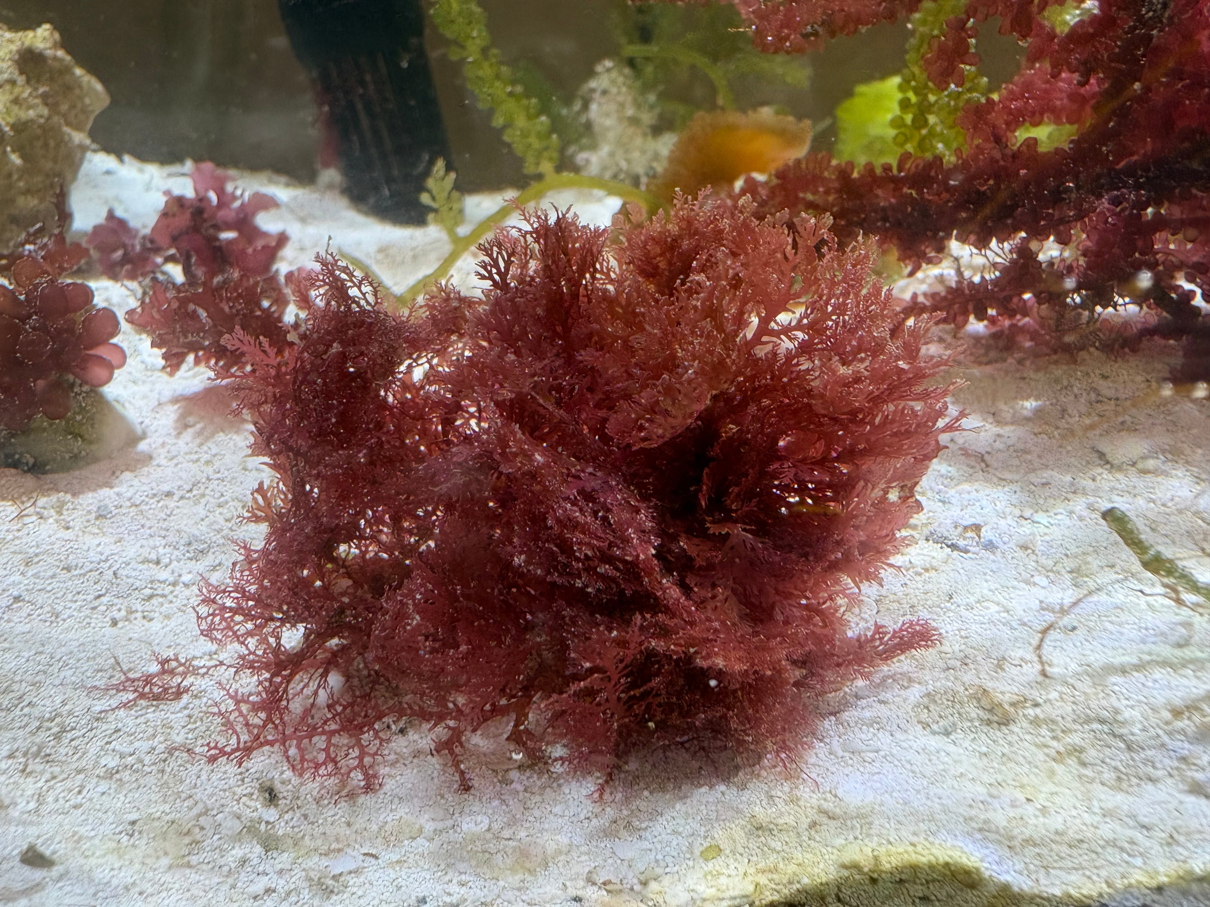 紅藻 | Sea Forest under the stars