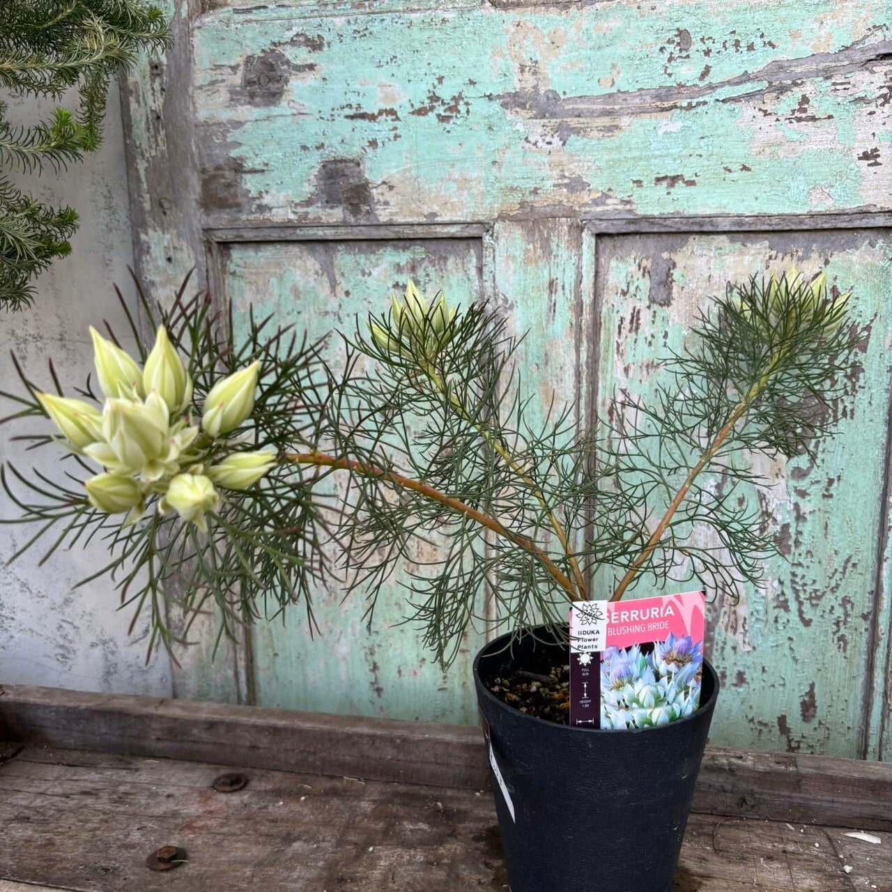 ジョーイセルリア ブラッシングブライド③ | 沼ノ上農園