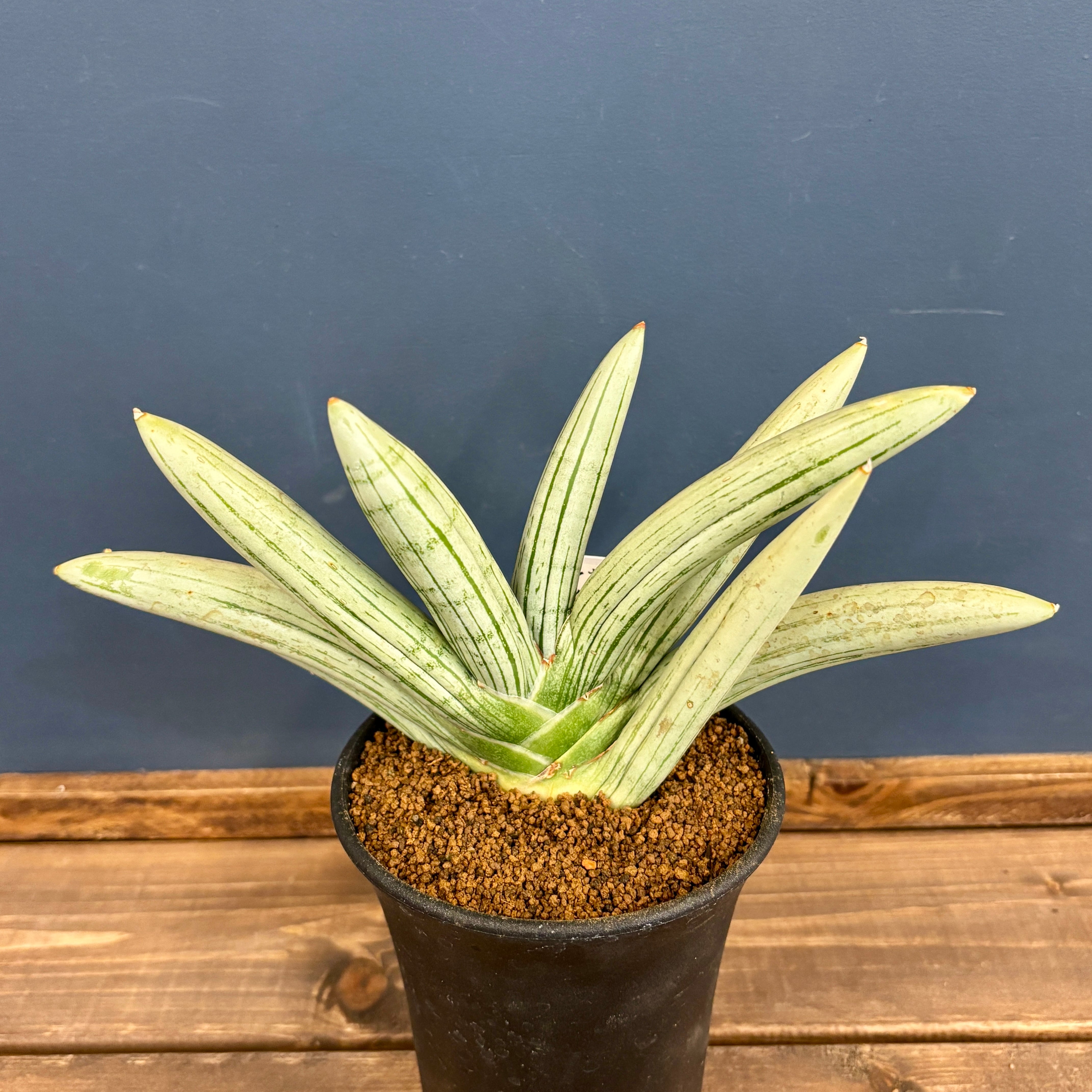 激レア サンスベリア Mecufi Mozambique サンセベリア 激レア サンスベリア Mecufi Mozambique ① サンセベリア 激レア