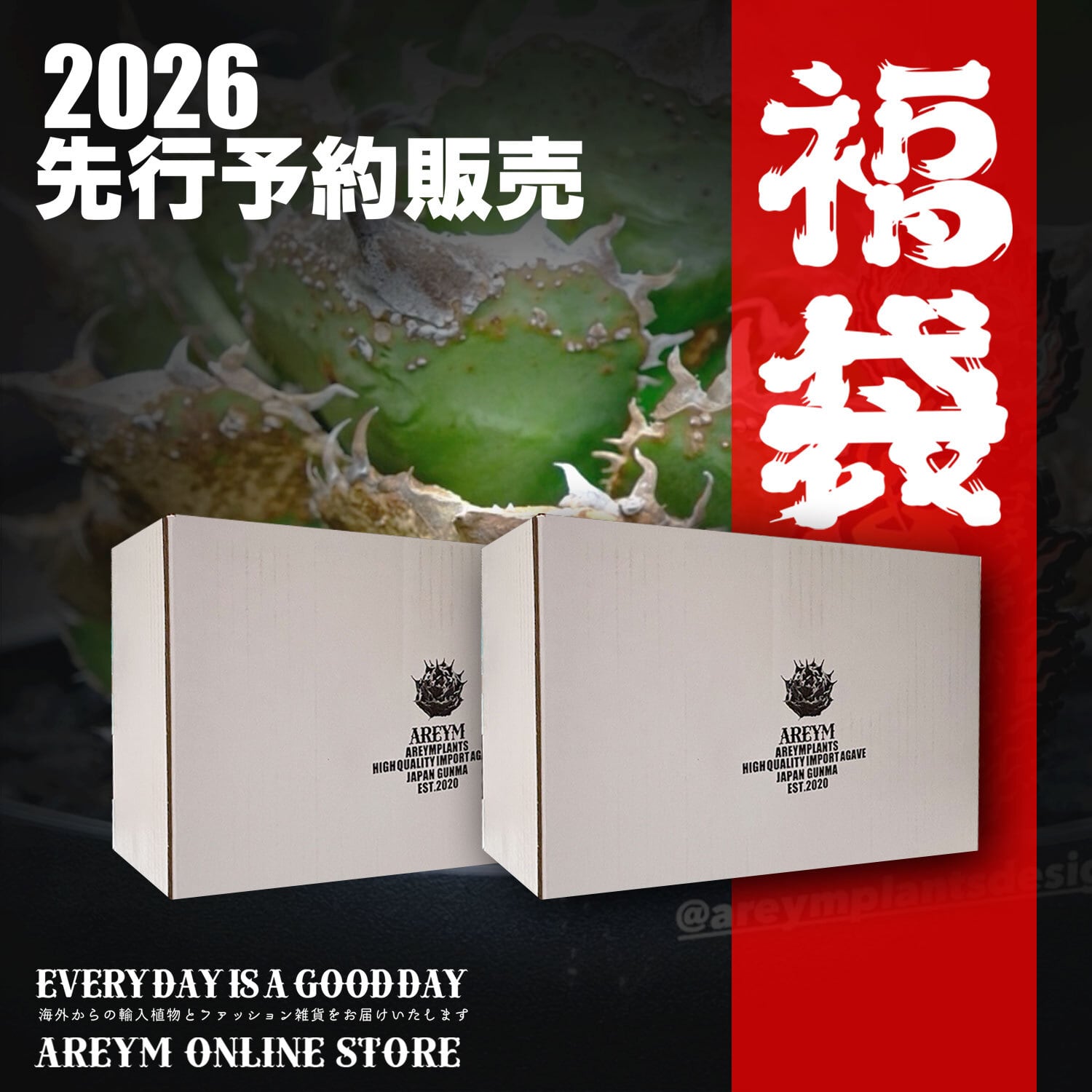 台湾ドラゴンアガベ産 アガベ チタノタ 清櫻 クイーンagave titanota