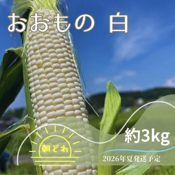岐阜中津川産松茸 100g 極上の香りと食感で旬の味を堪能 | PAY ID
